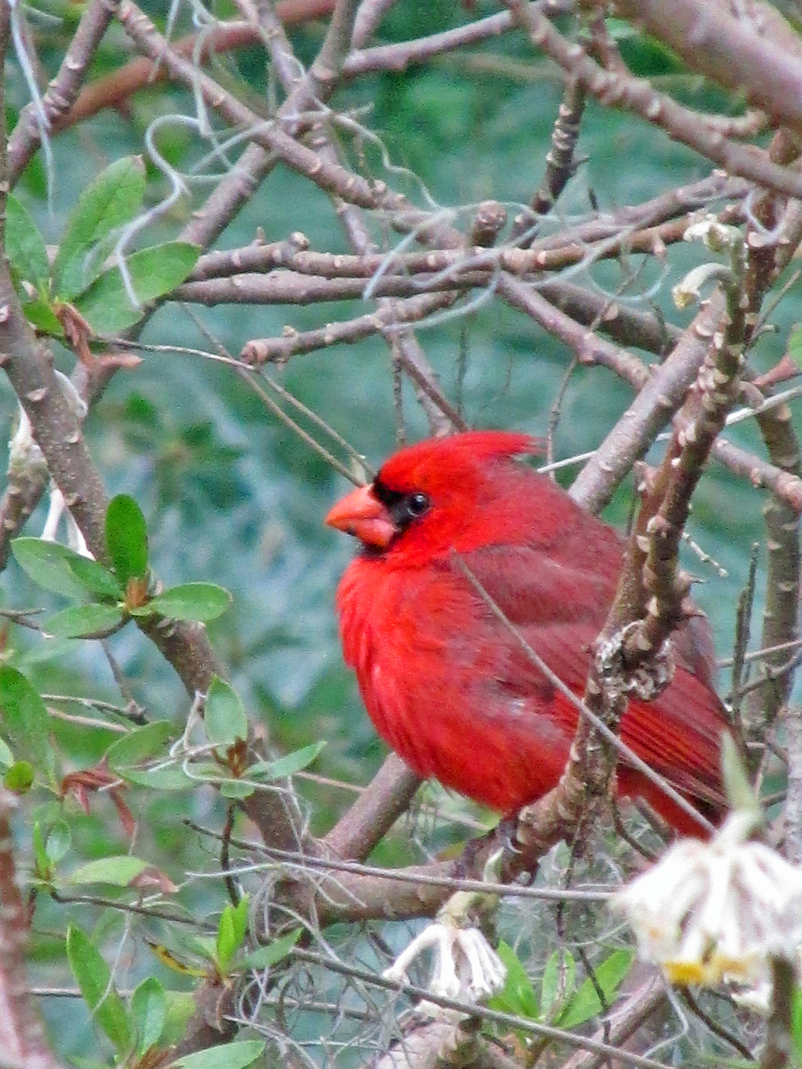 Cardinal brookgreen