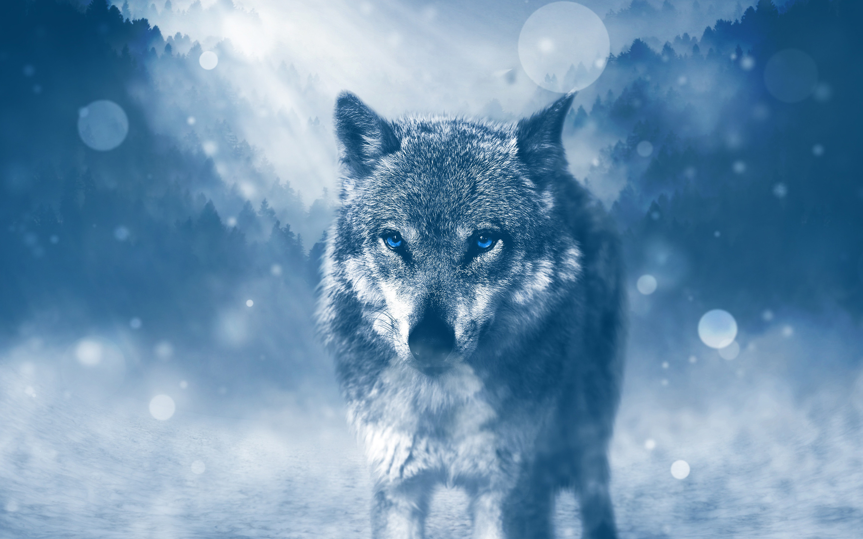 Wild Wolf 4K