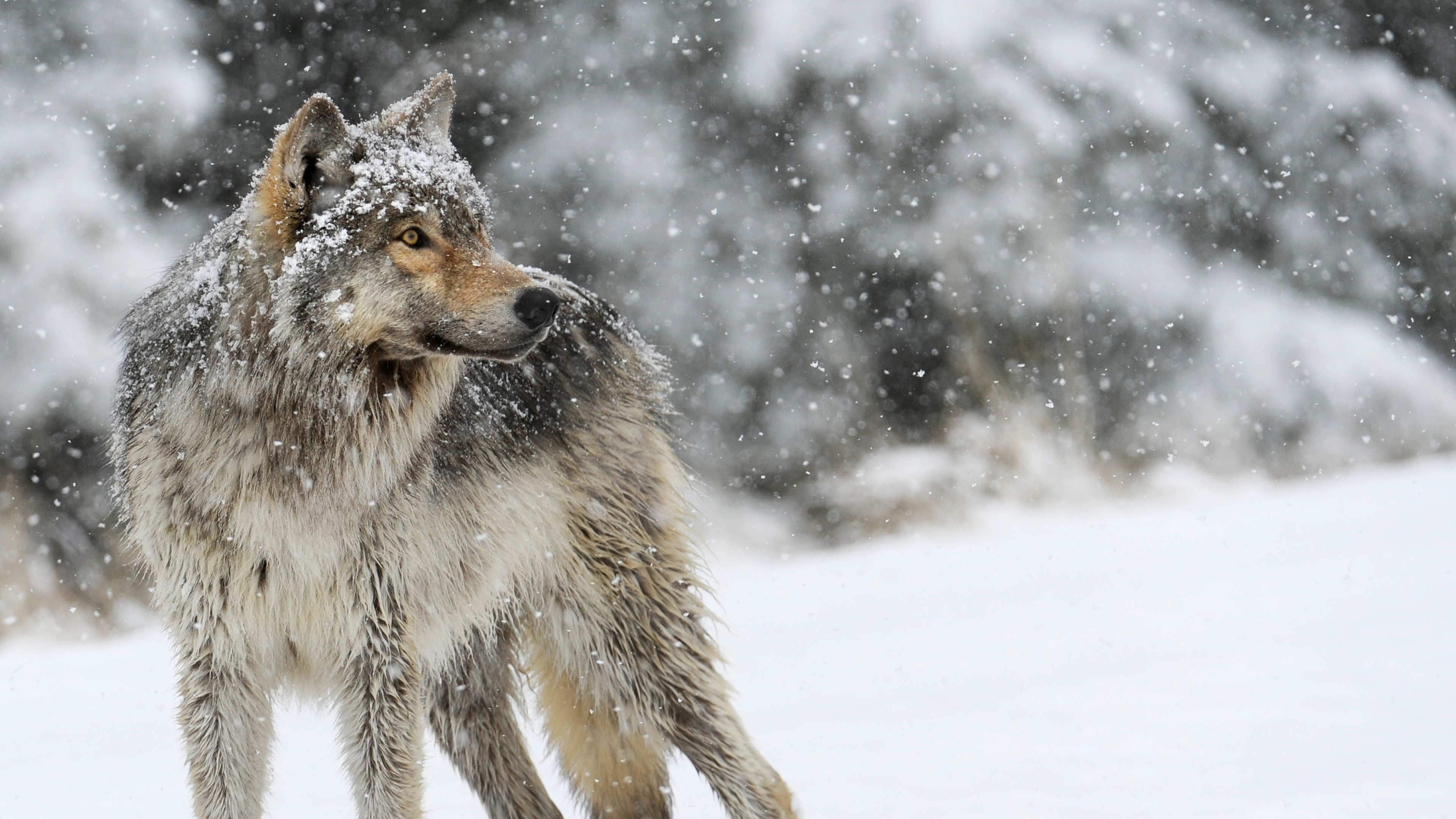 Wallpaper wolf, snow, winter, predator