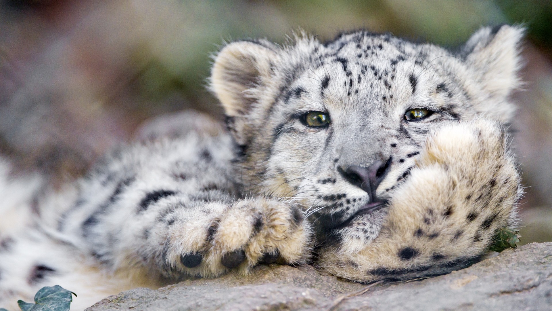 Preview wallpaper snow leopard, big cat, leopard 1920×1080