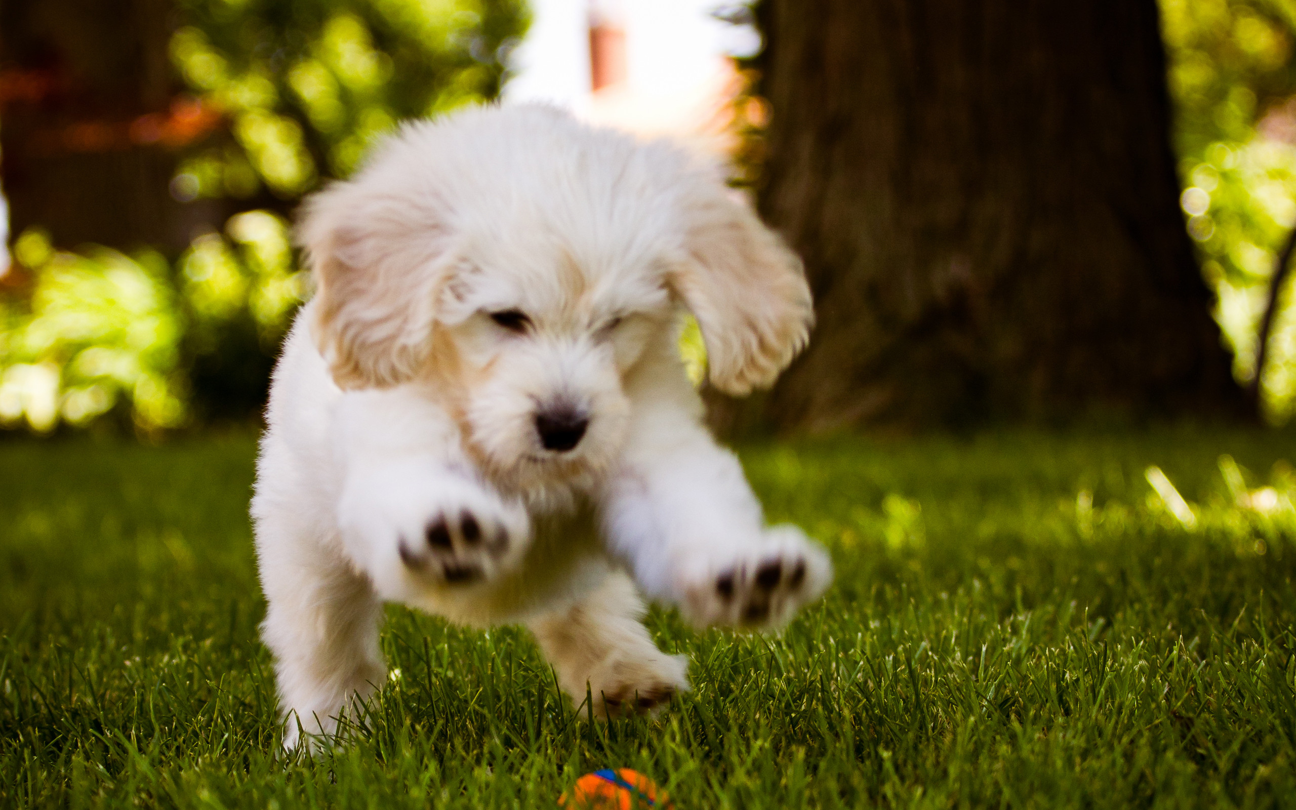 Little Dog Playing In The Wood Free HD Wallpaper Desktop Backgrounds .