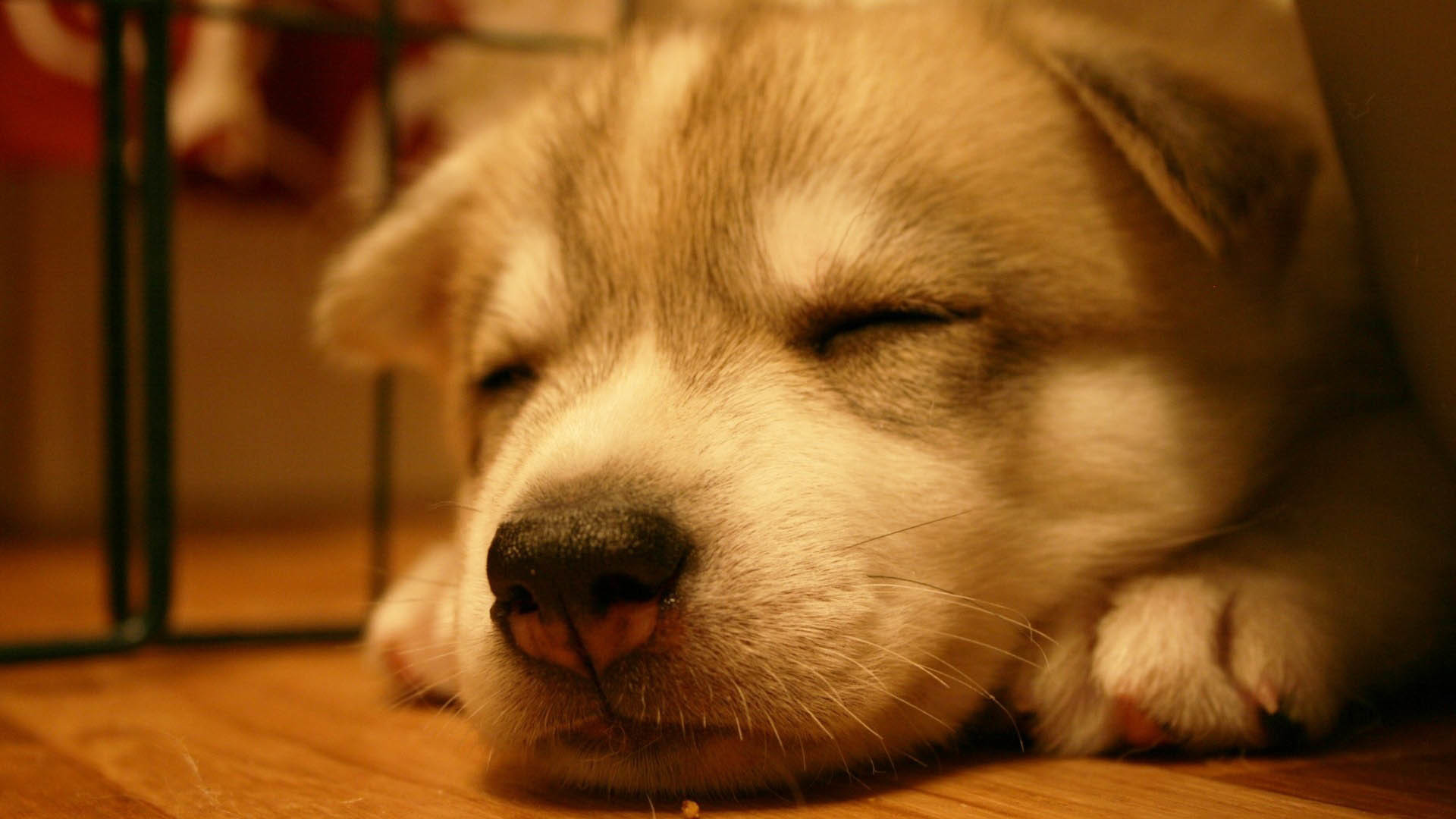 dog wallpapers cute sleep. Â«Â«