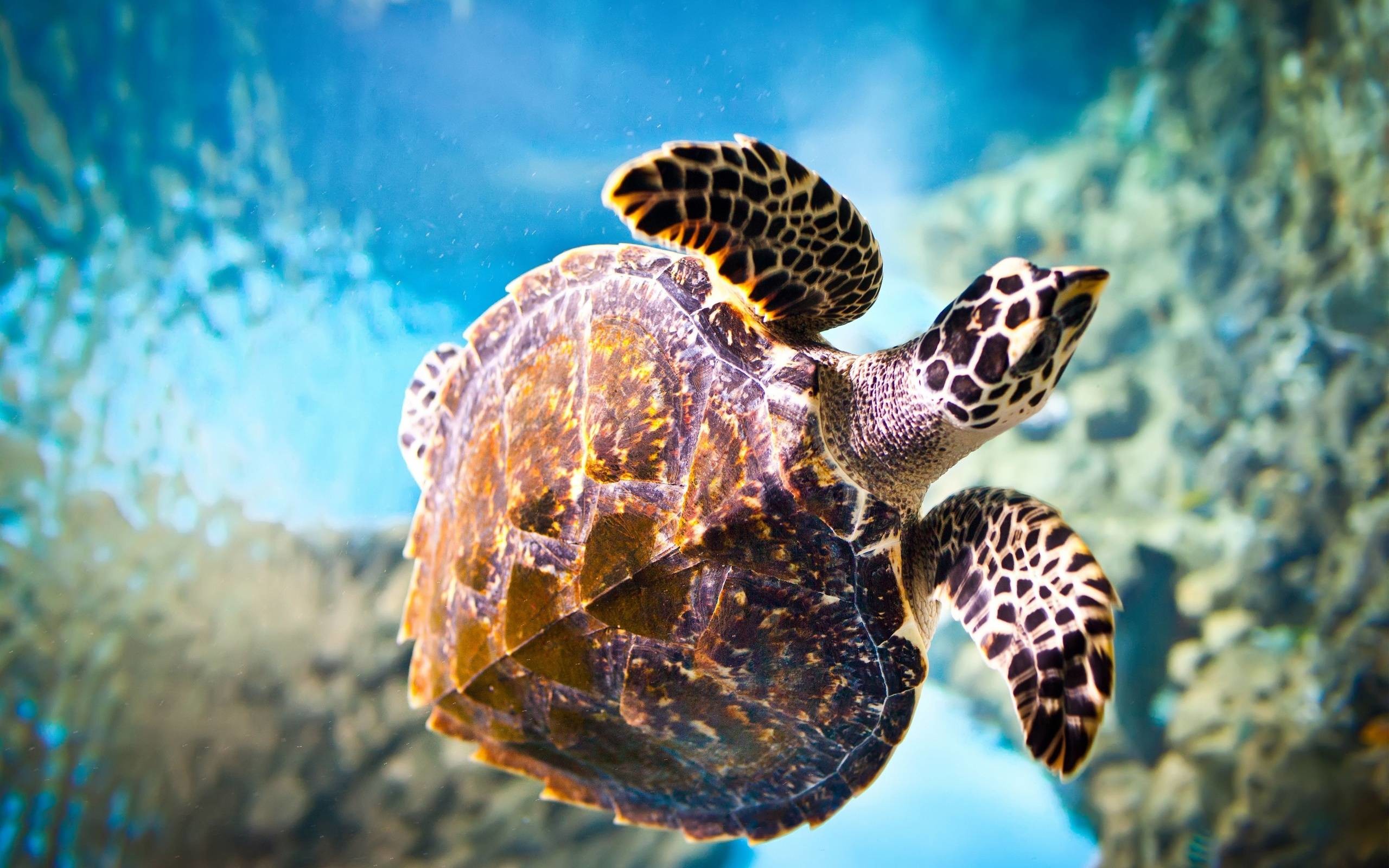 187 Turtle Wallpapers Turtle Backgrounds