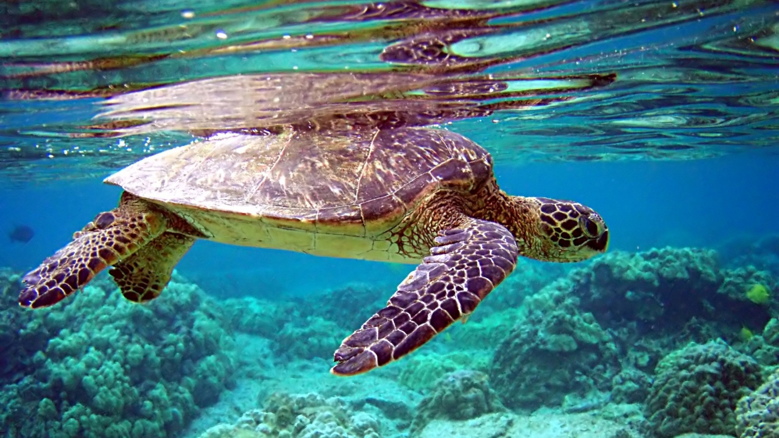 Preview wallpaper turtle, underwater, swimming, water 2560×1440