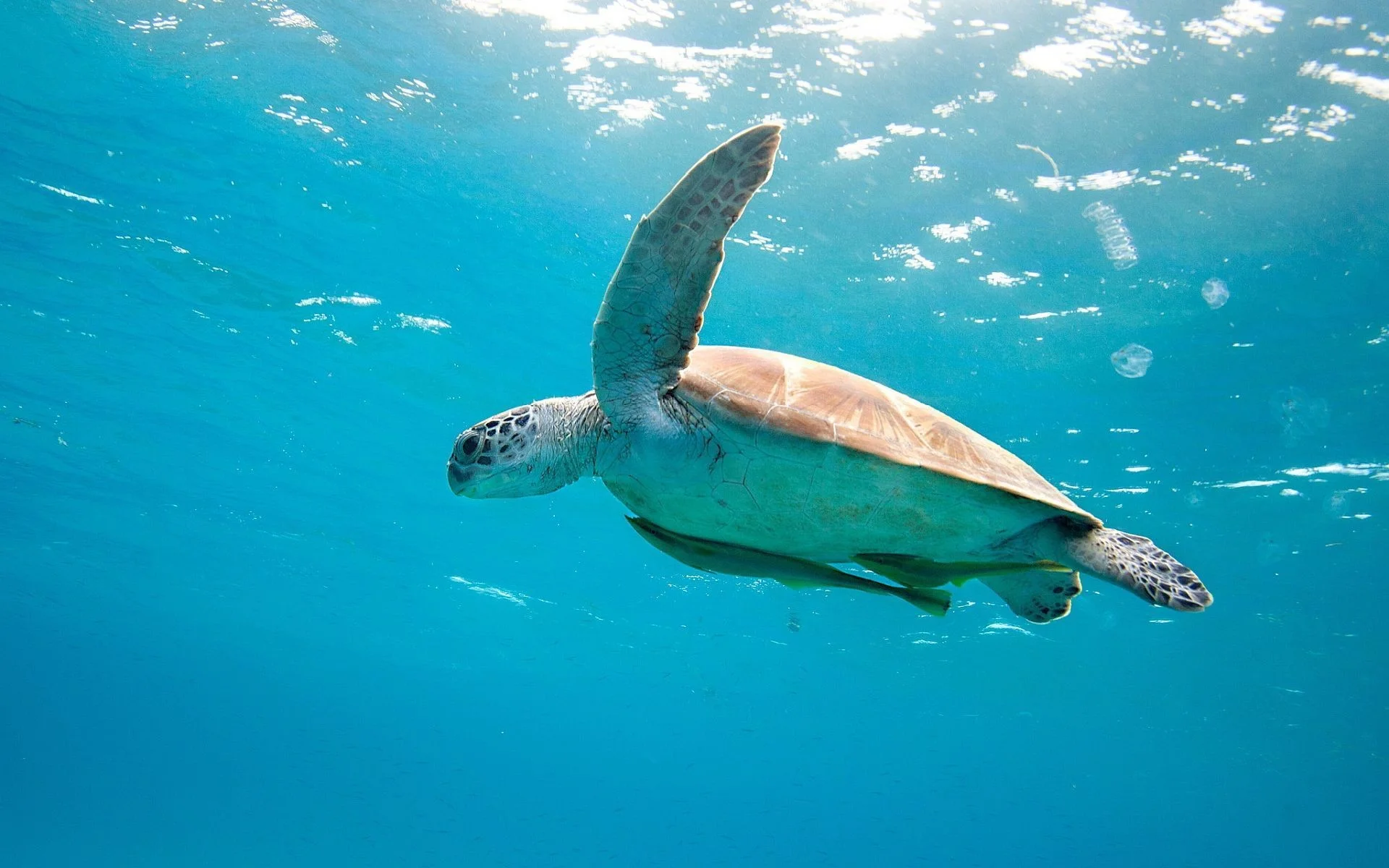 Sea turtle Wallpapers