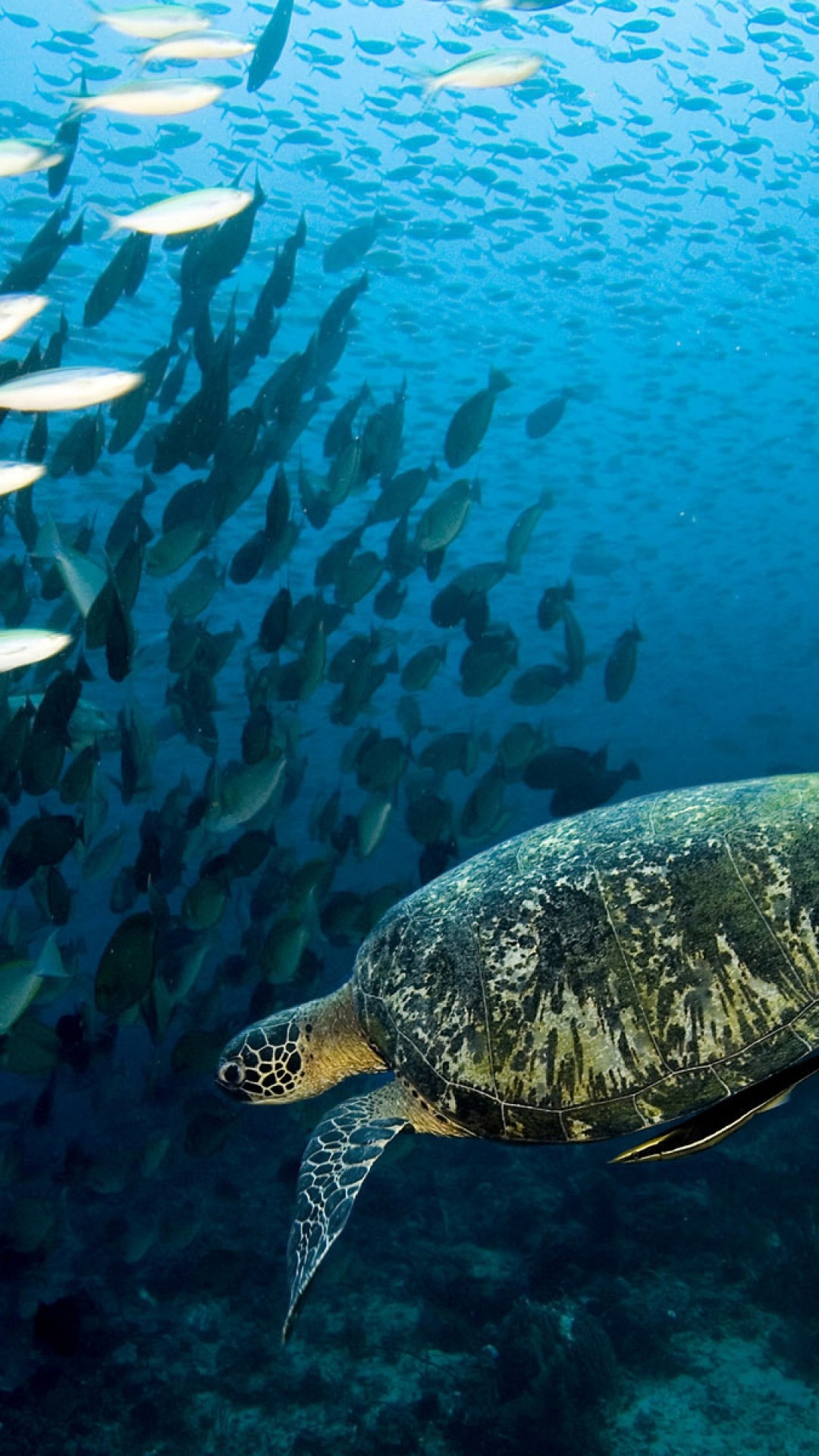 Preview wallpaper turtle, underwater, swim, fish, sea, ocean 1080×1920