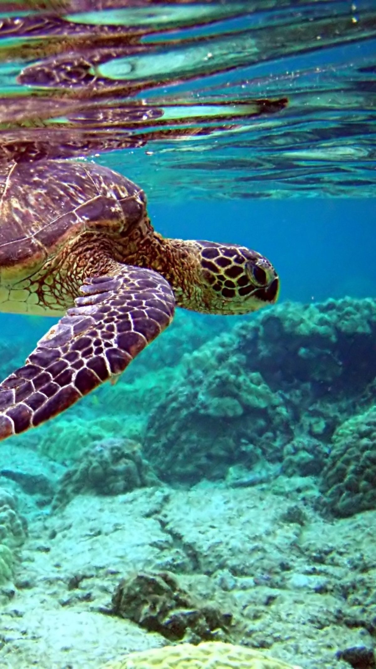 52+ Sea Turtle Wallpaper Backgrounds