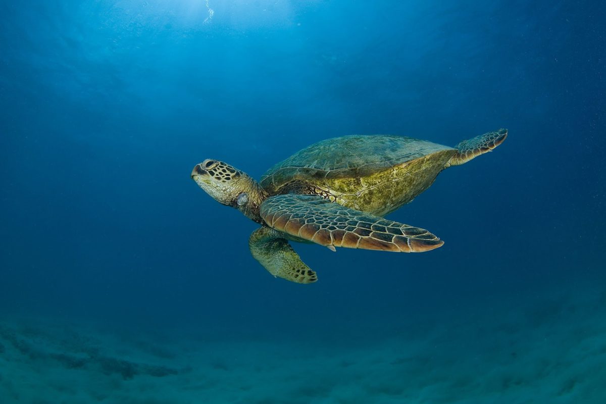 52+ Sea Turtle Wallpaper Backgrounds