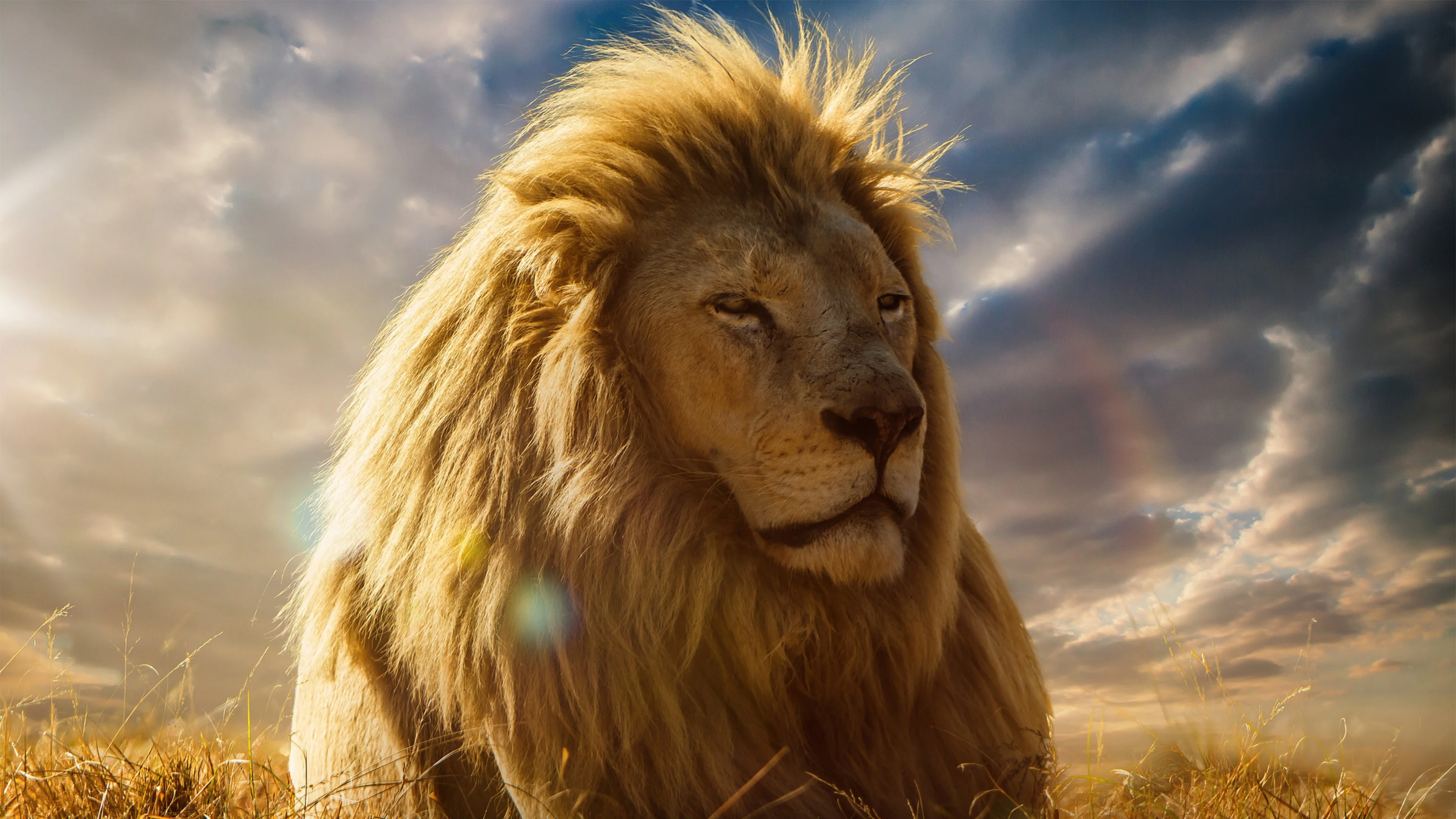 Preview wallpaper lion, king of beasts, mane, savannah 3840×2160