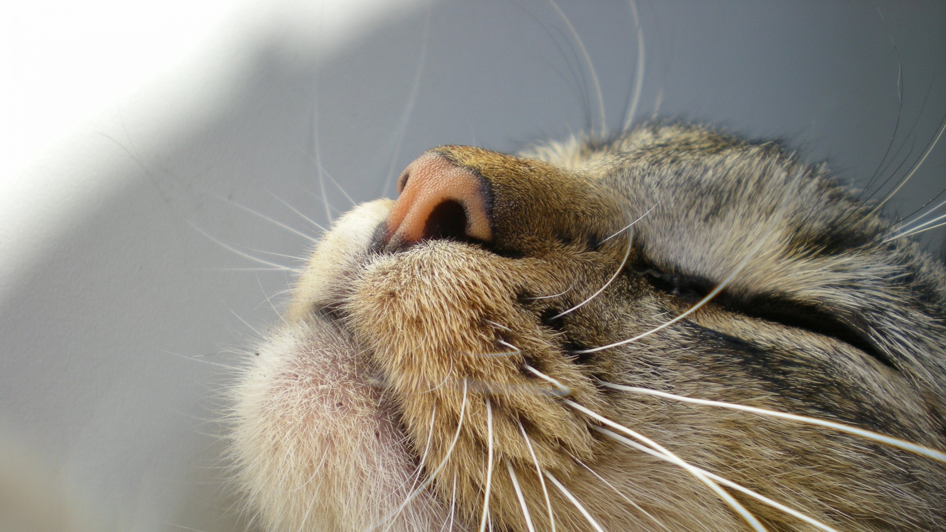 Wallpaper cat, face, nose, profile