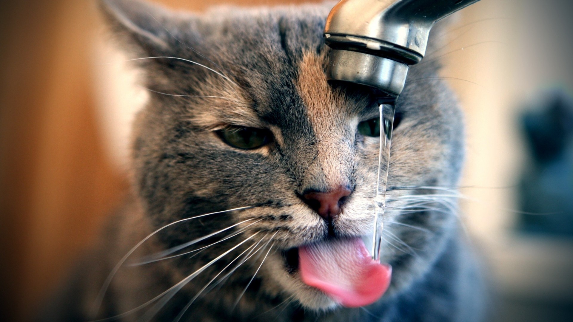 Wallpaper cat, tap, water, drops, drink, thirst