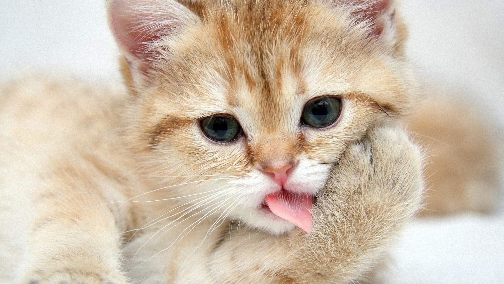 Wallpapers For Funny Cat Wallpapers For Desktop