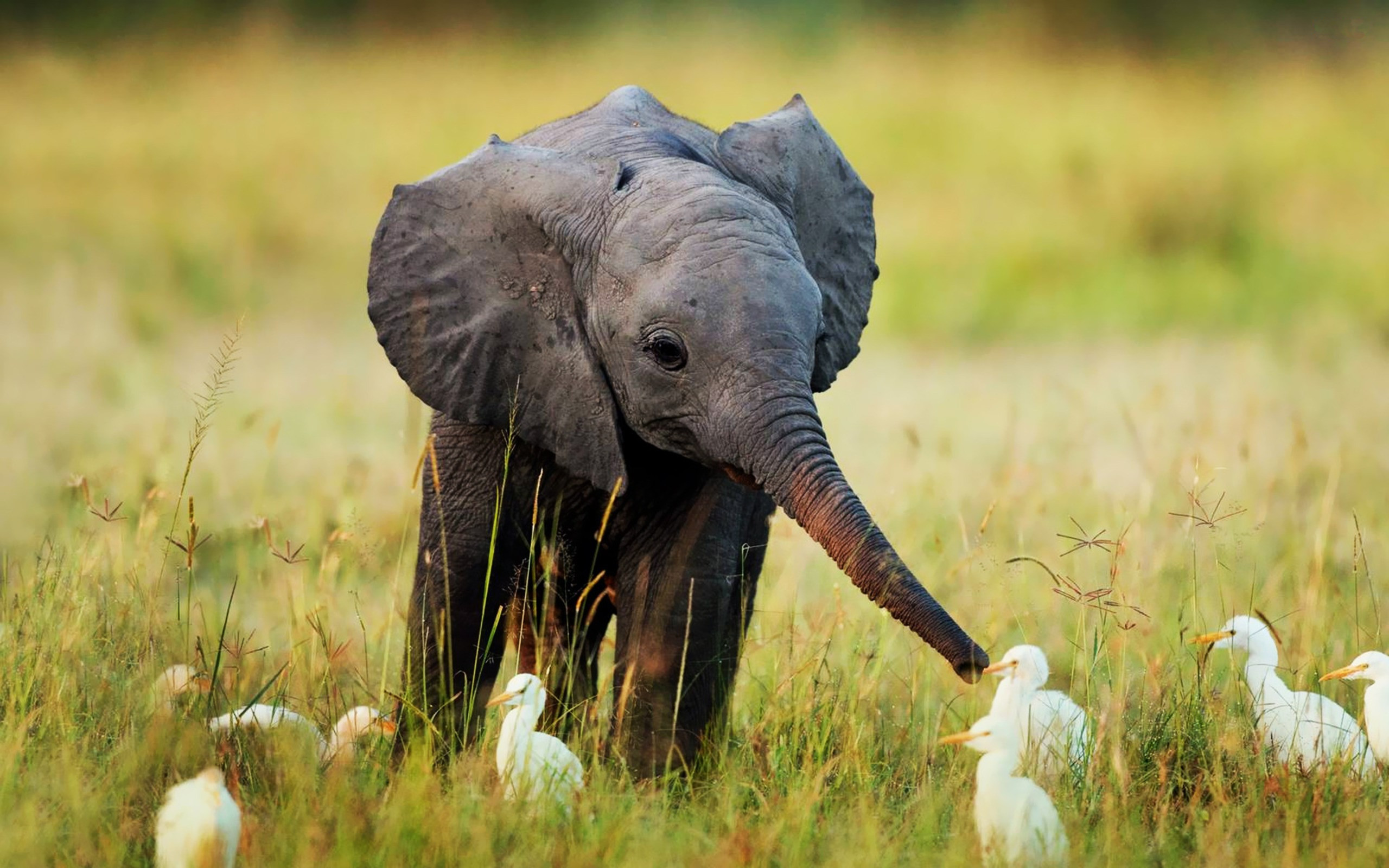 Nature Animals Cute Little Baby Elephant #69582 HD Wallpaper Res .