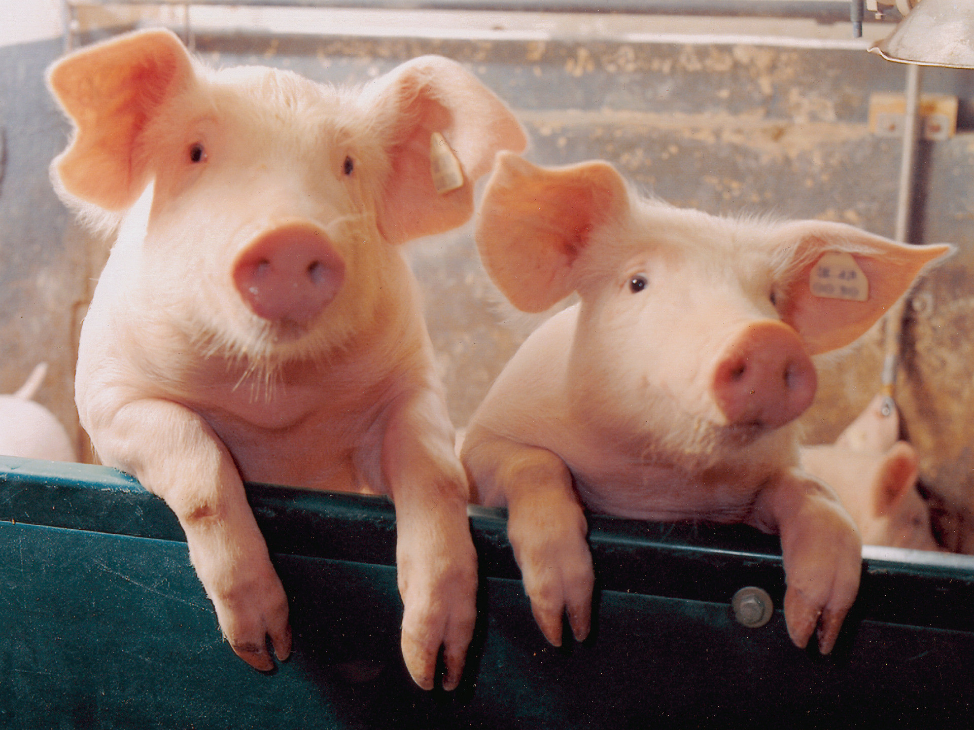 Two little Piggies – Pigs Wallpaper (1078267) – Fanpop