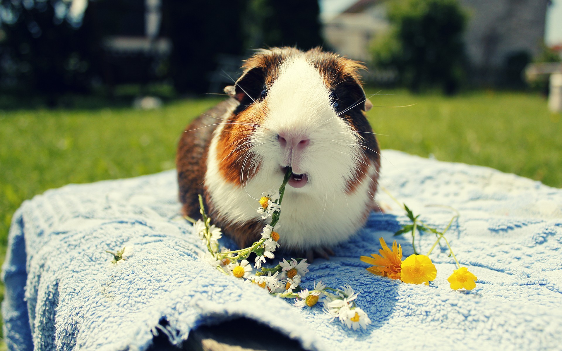 Pictures Of Guinea Pigs Wallpapers (29 Wallpapers)