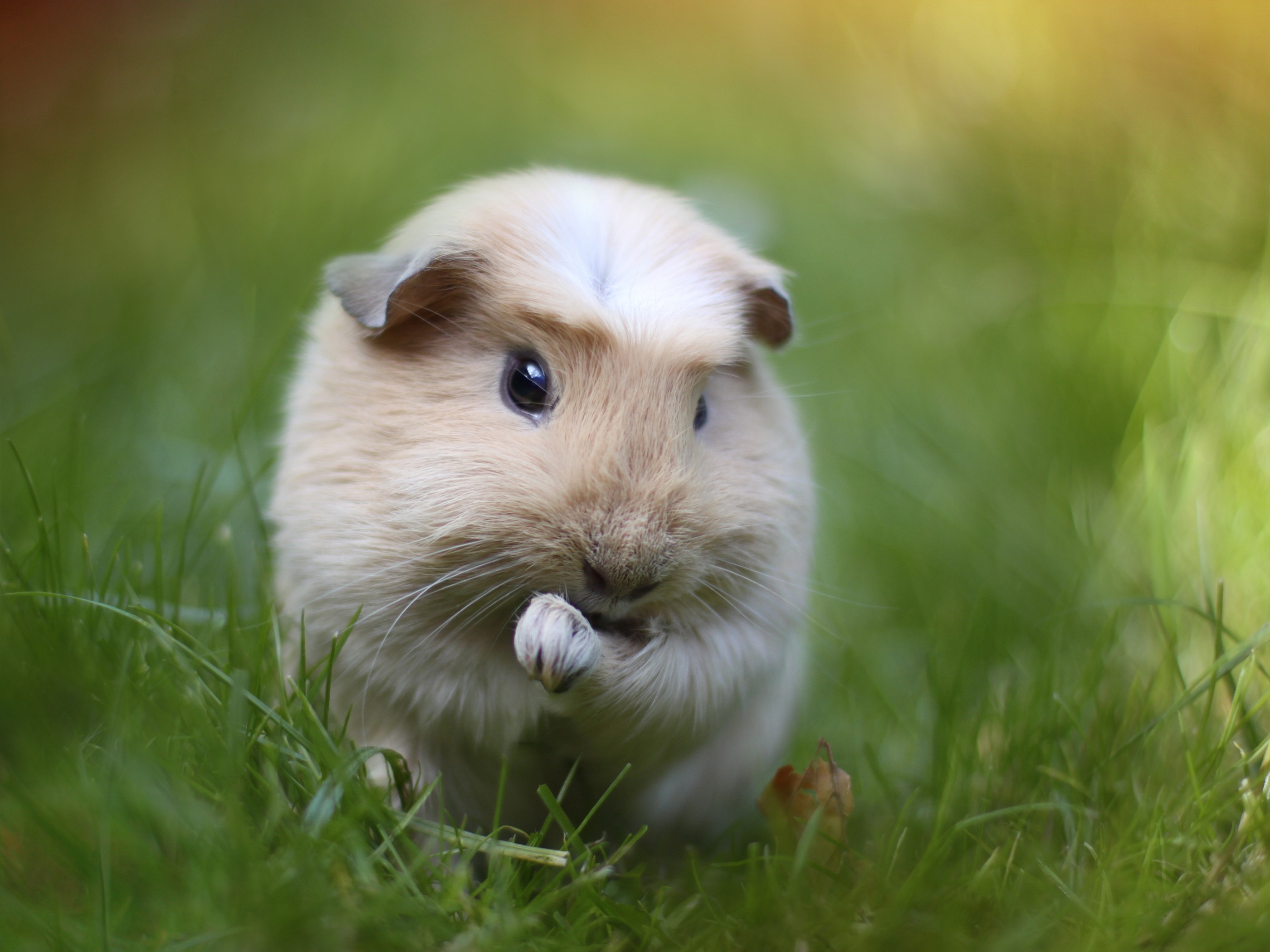 Guinea pig rodent
