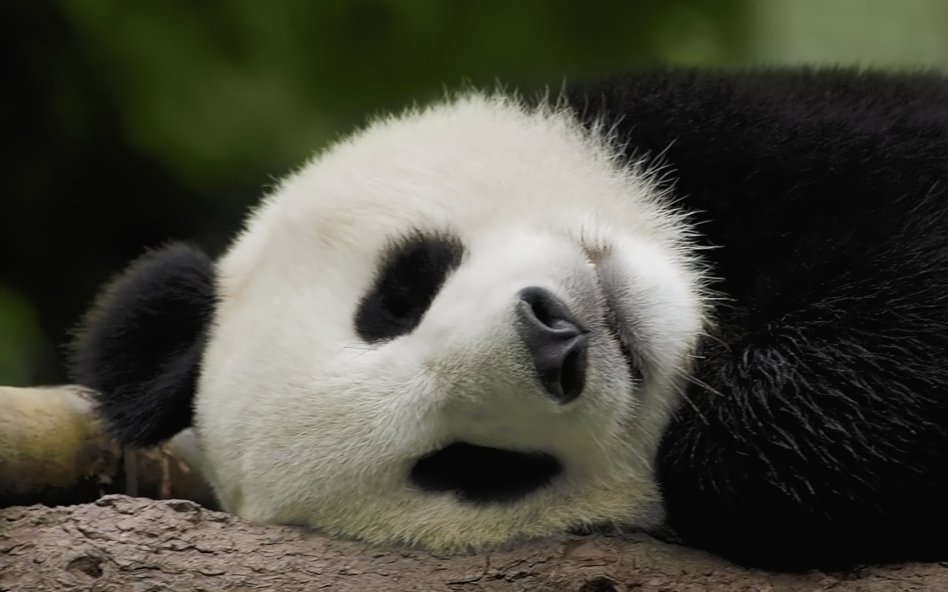 Pin by Kai Qin / Christian Gonzales on Pandas Pinterest Panda and Animal