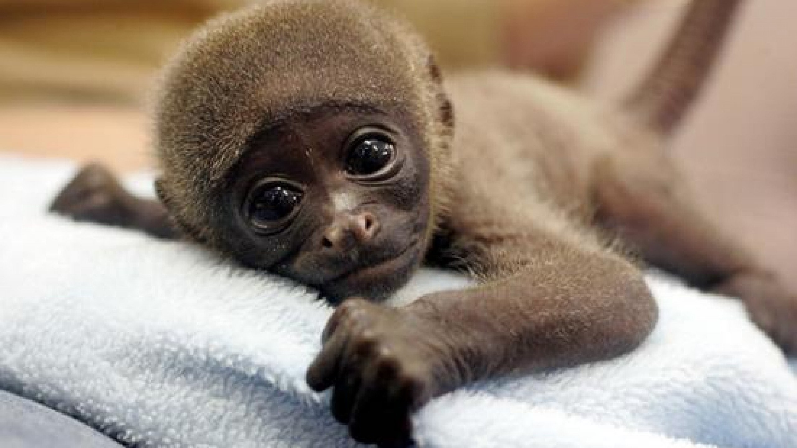 cute monkey baby