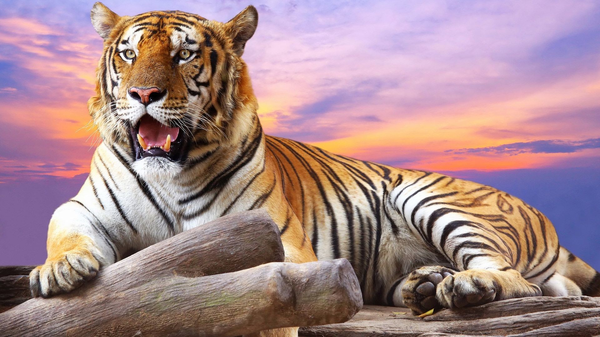 Wild Tiger in mood wallpapers – Free full hd wallpapers for 1080p .