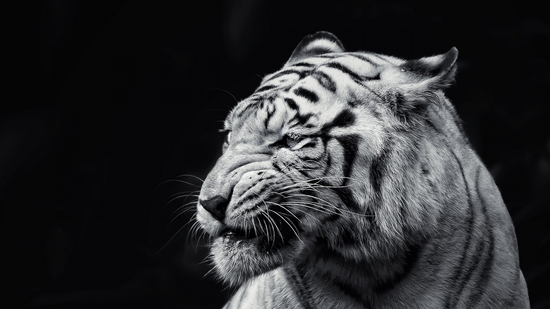 Background Full HD 1080p. Wallpaper tiger, face, eyes, black and white