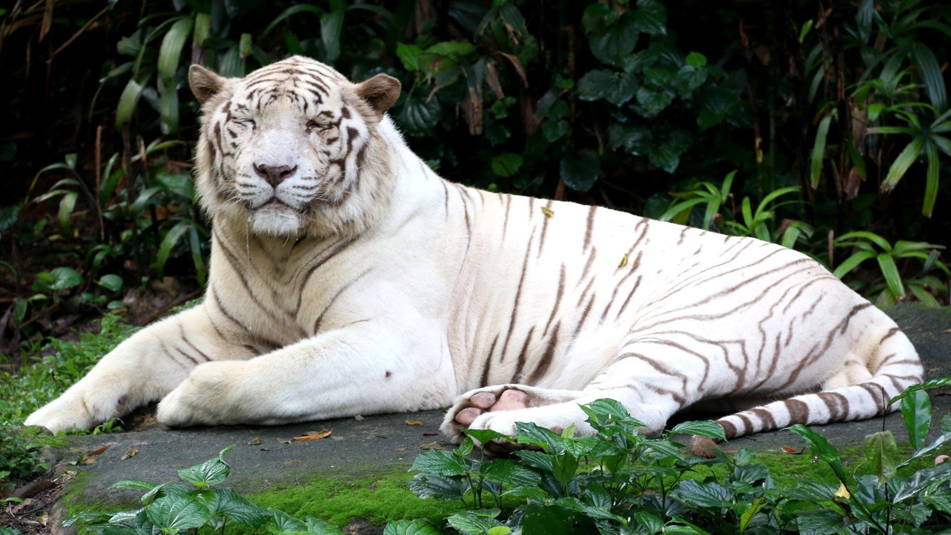 Beautiful white tiger wallpapers Free full hd wallpapers for