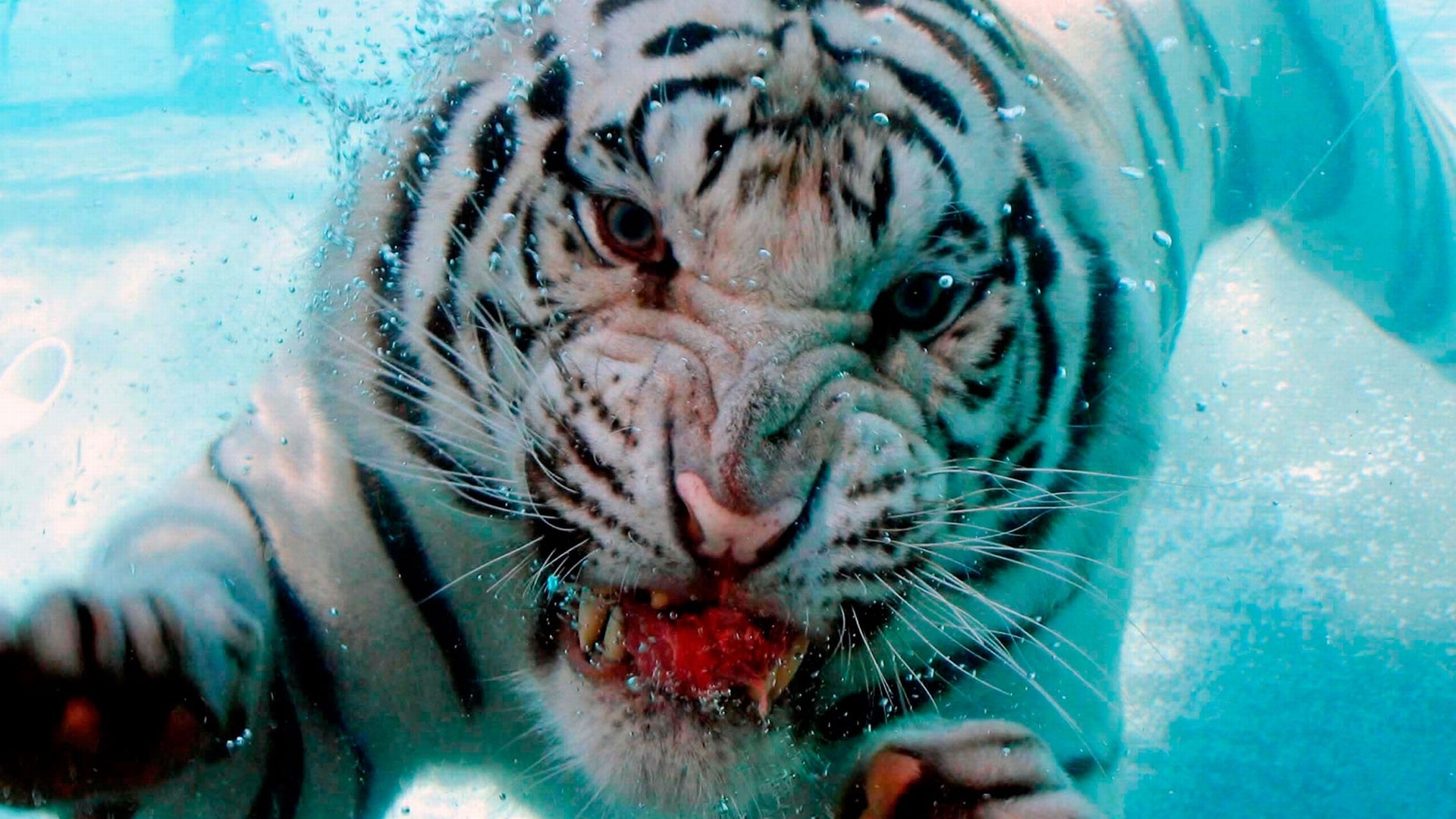 Animal – White Tiger Wallpaper