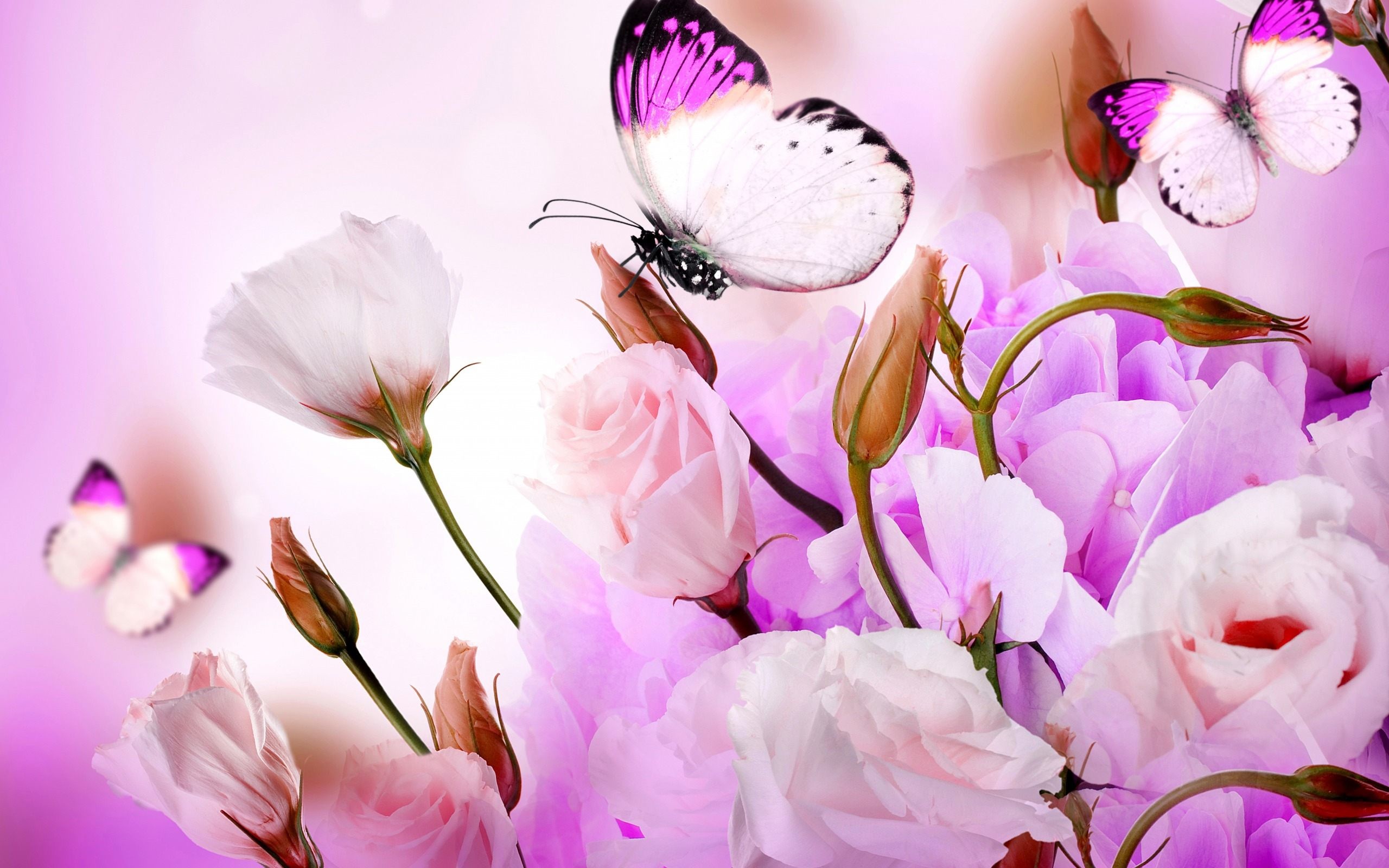 0 Flower Butterfly Wallpaper Pixels Talk Flower With Butterfly Wallpaper HD Download High Quality