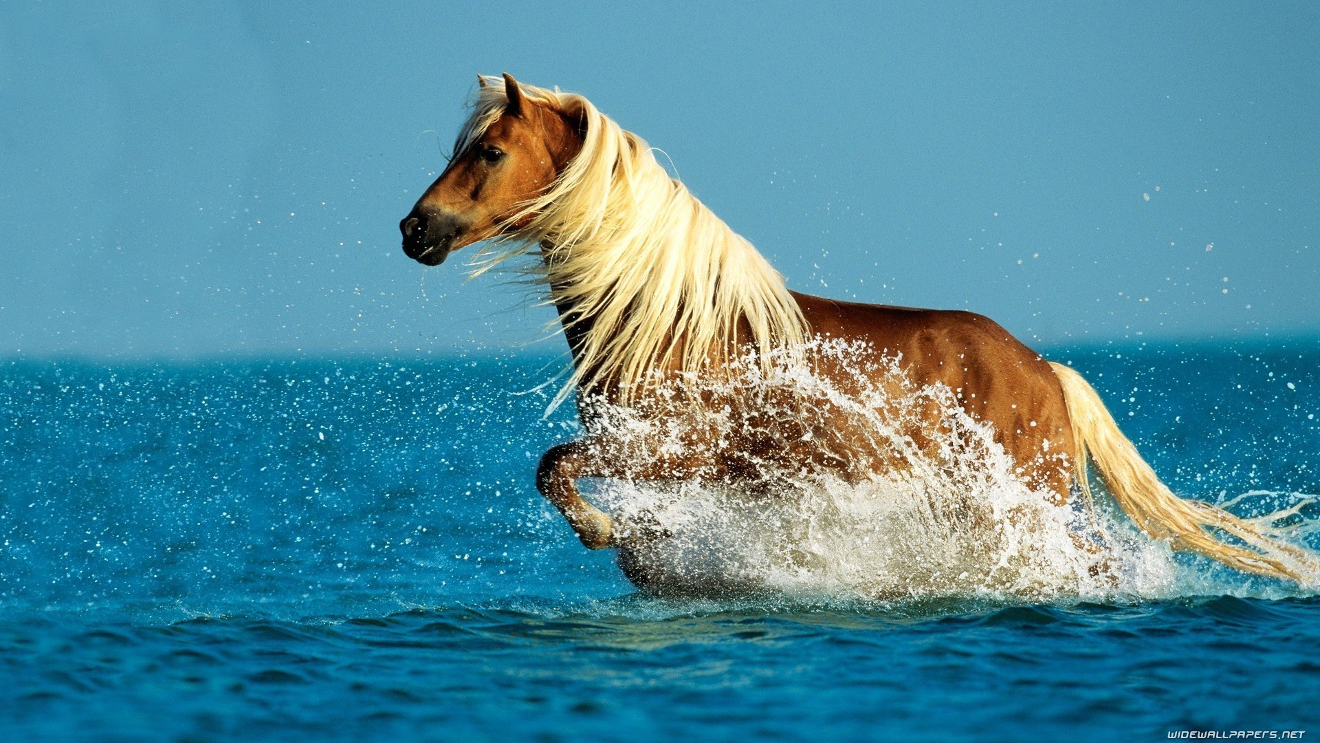 Horse In Ocean