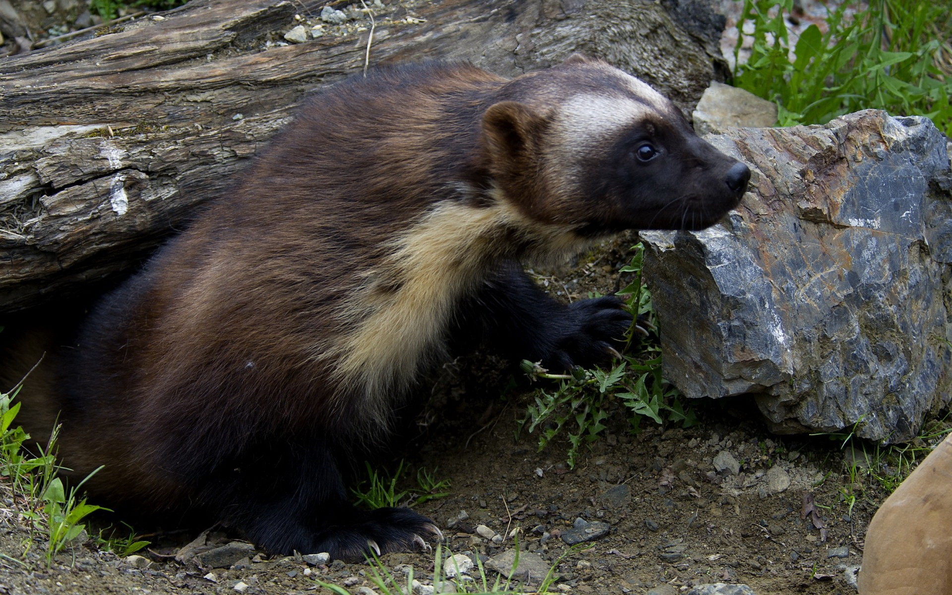 Wolverine Animal Wallpaper