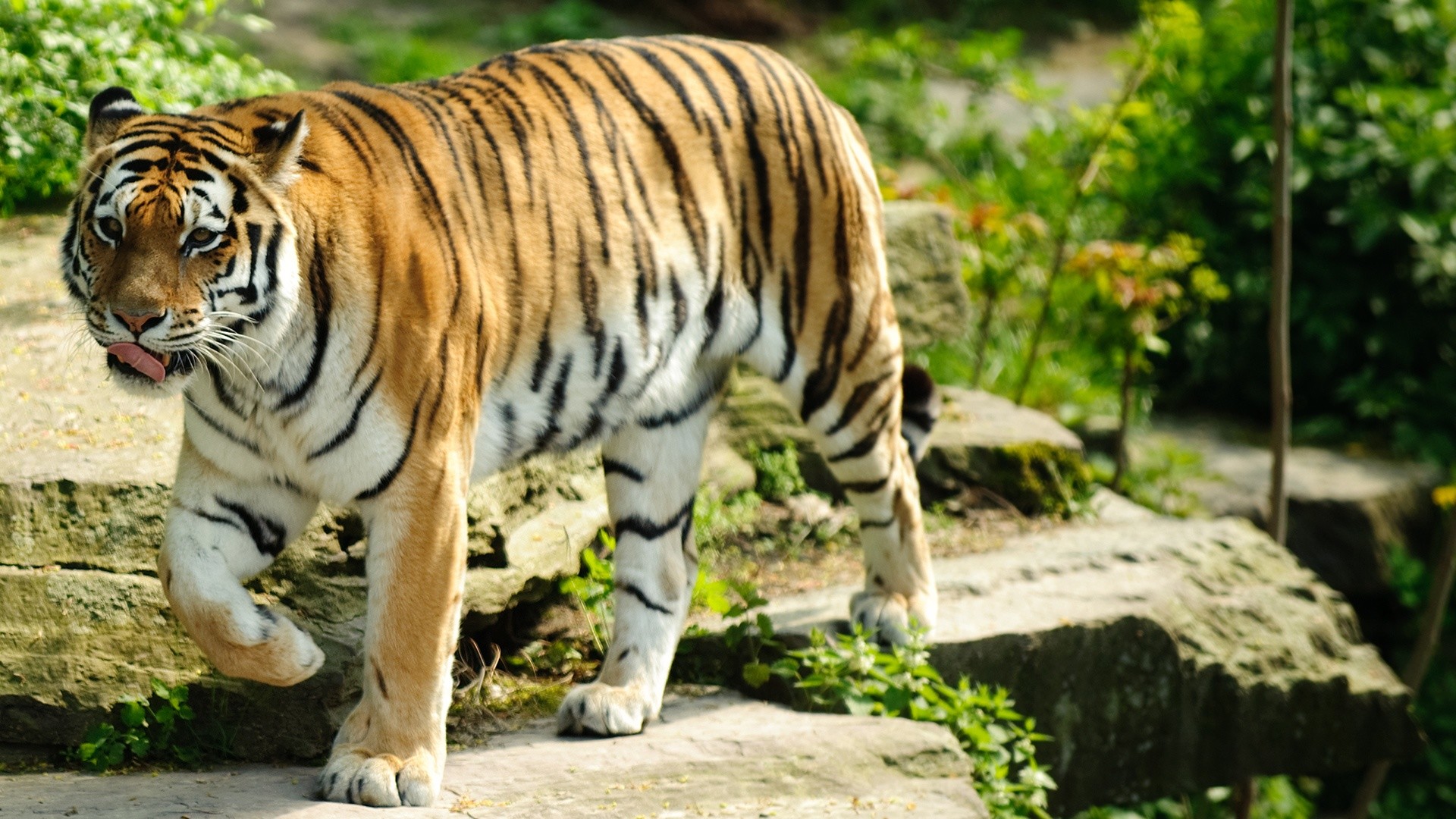Nothing found for 39811 Bali Tiger Sightings Wallpaper