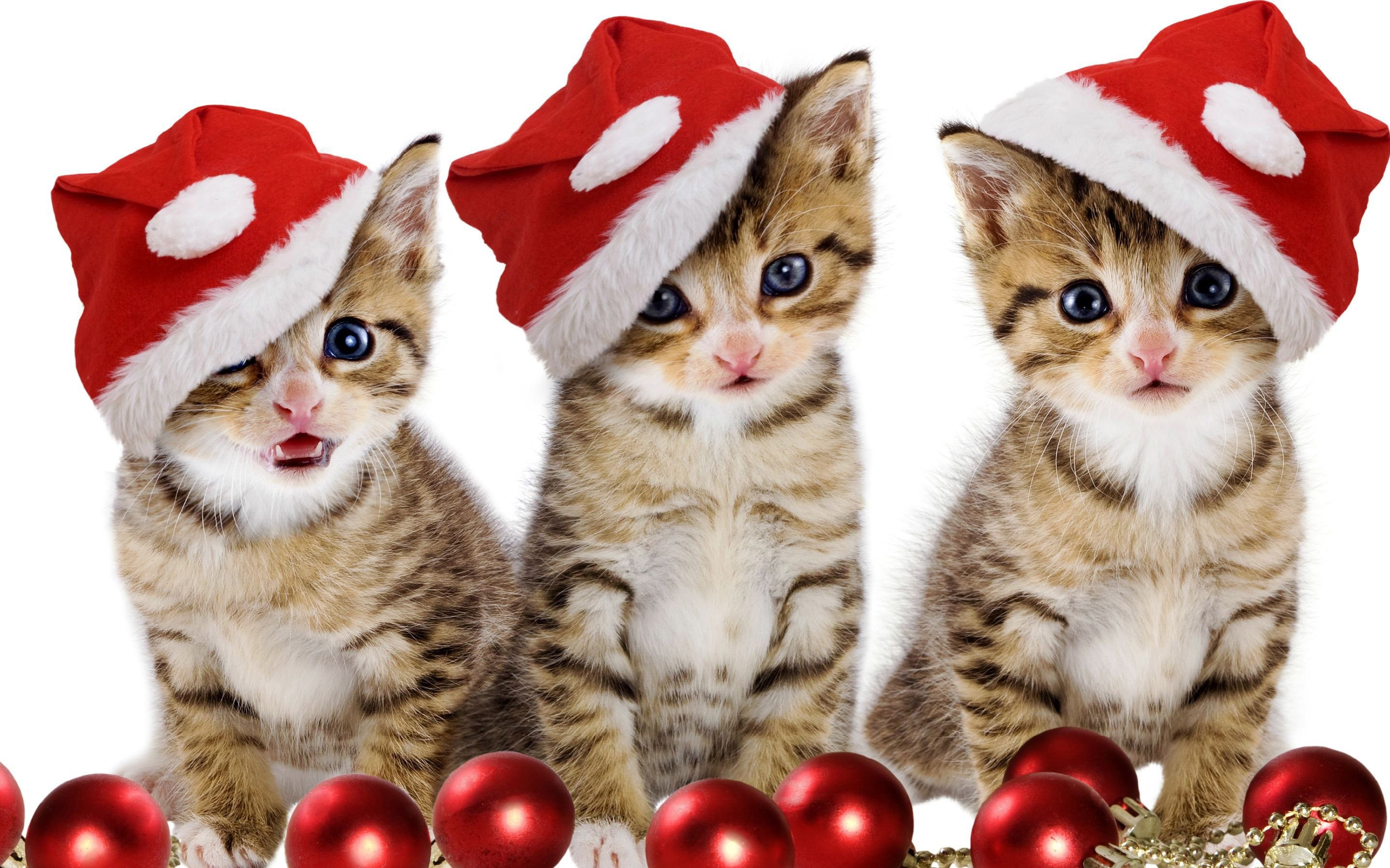 merry-christmas-kittens