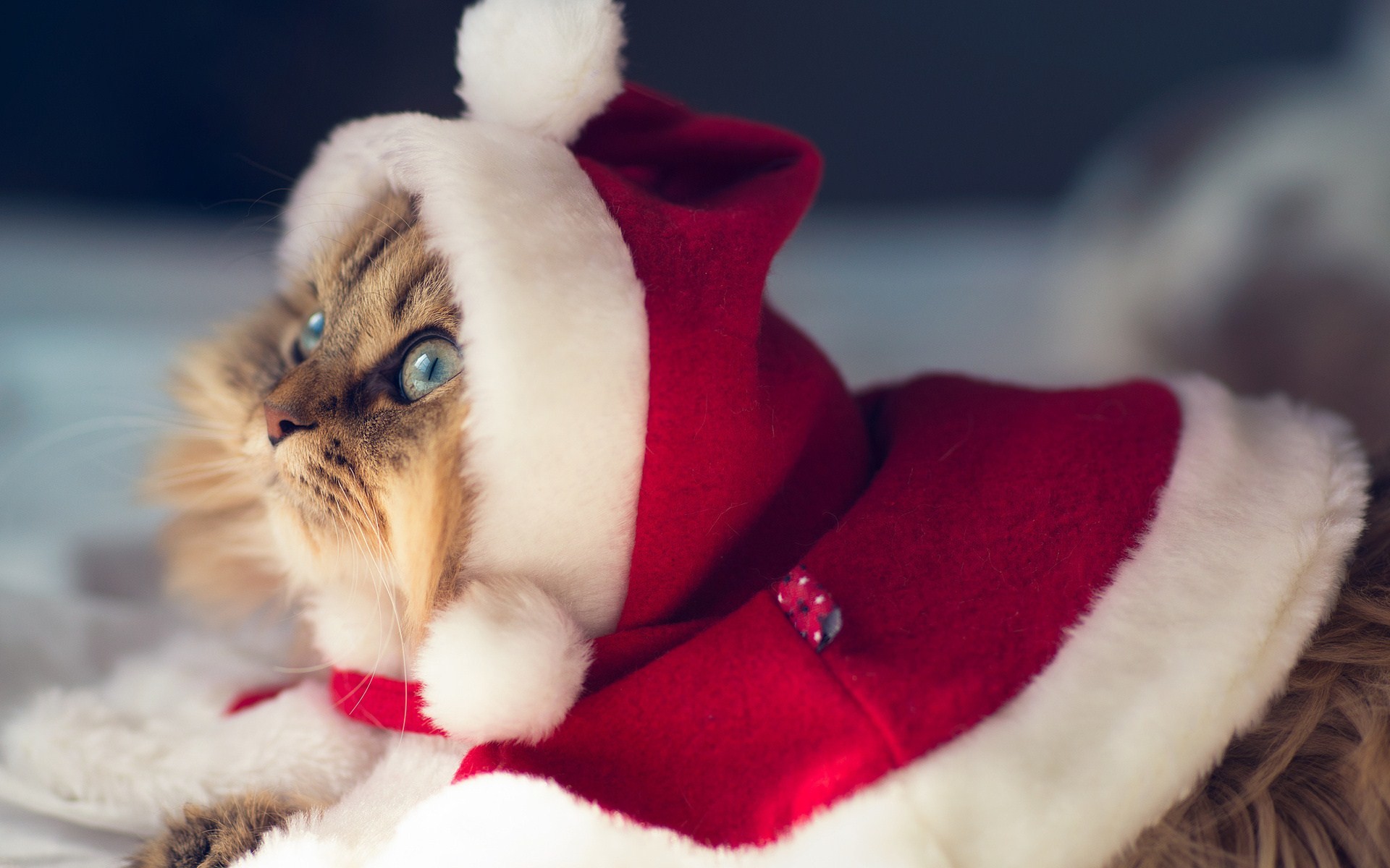 … winter-cat-christmas-santa-claus-photo-funny-wallpaper-