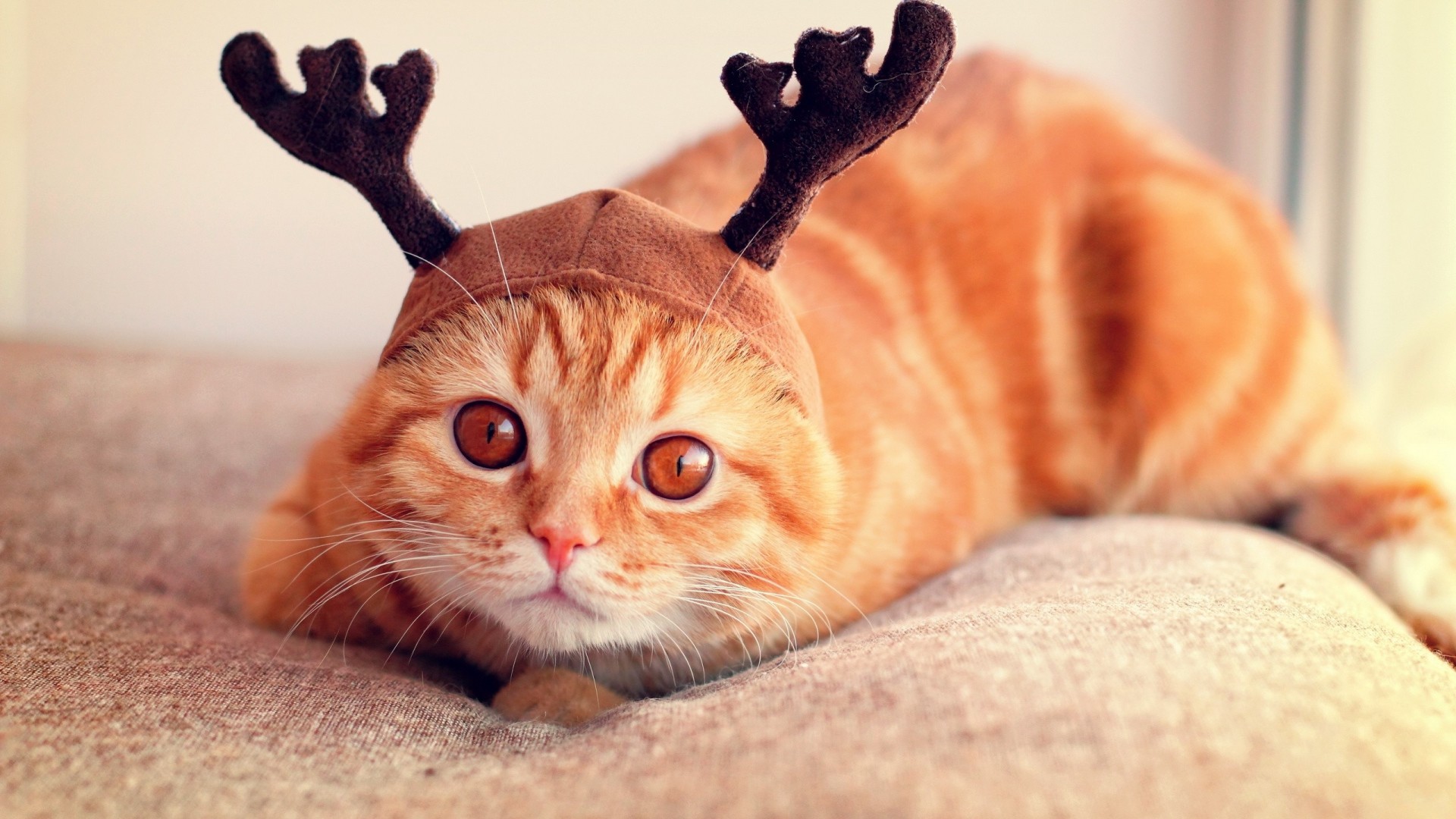 Download now full hd wallpaper christmas deer cat sofa …