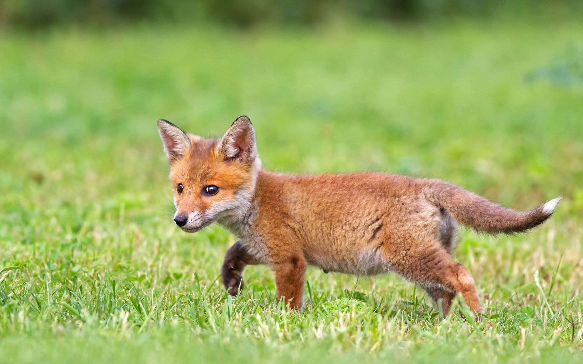 Cute fox cub