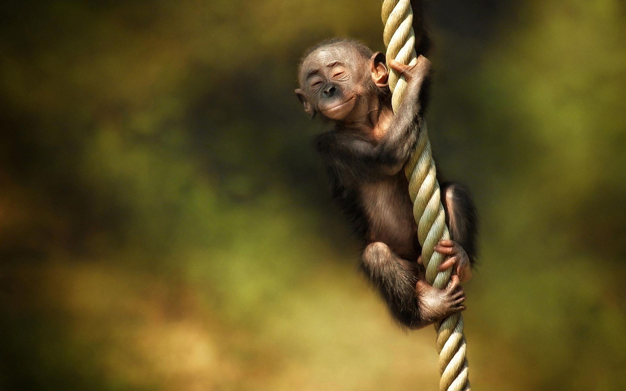 Download Little Monkey Cute Animal Wallpaper Desktop 1401