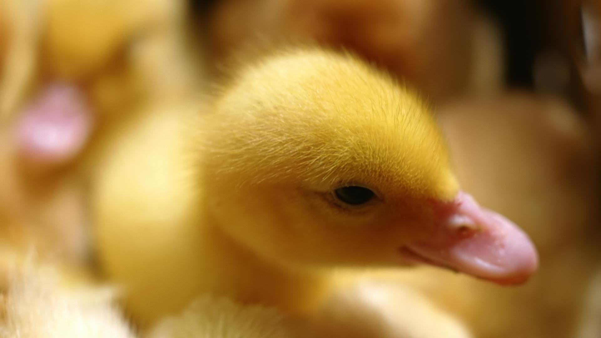 Wallpapers Backgrounds – Desktop backgrounds Animal Life Animals Cute baby duckling