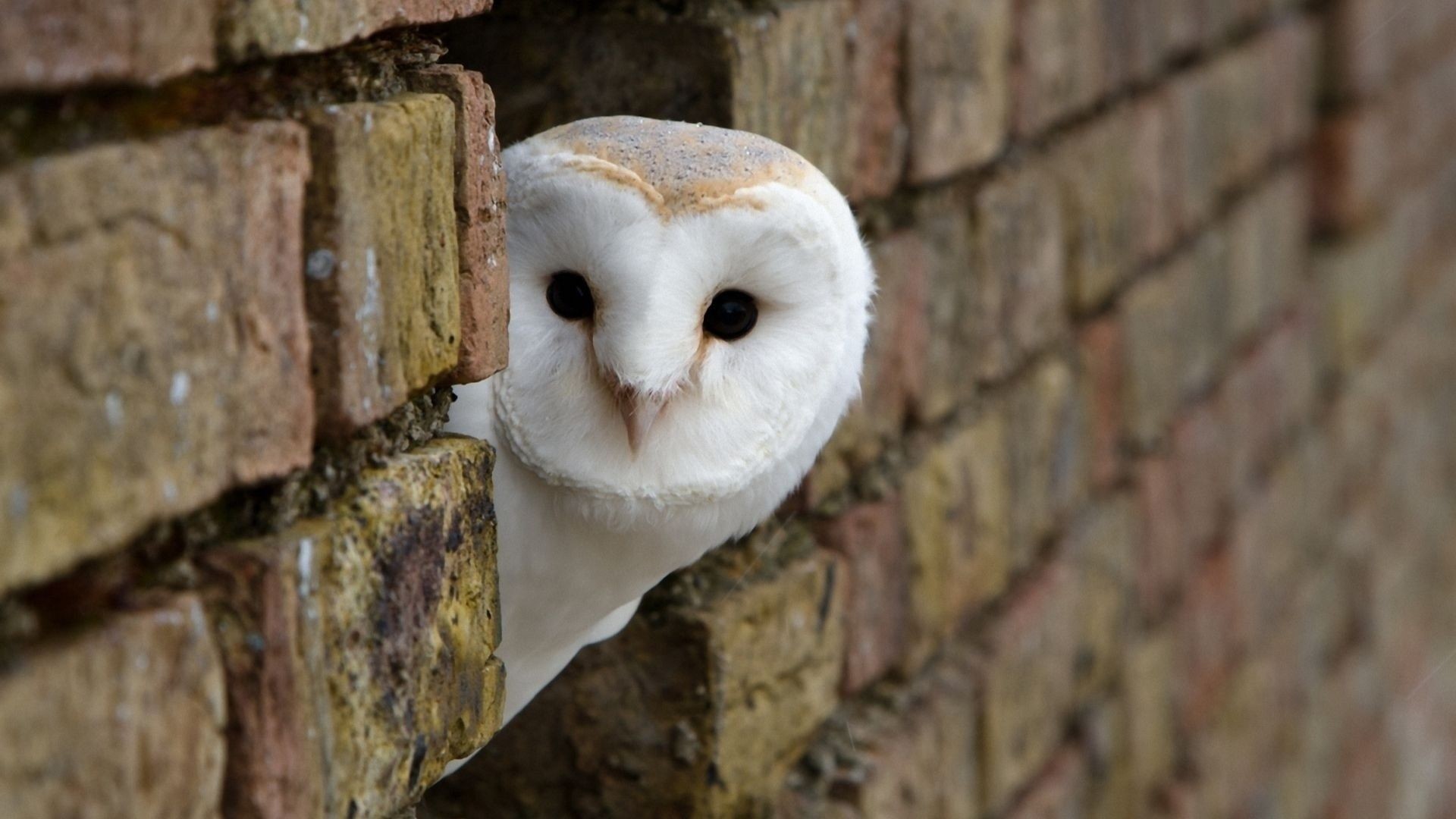 Cute Owl Wallpaper For Desktop and You Like This Cute Bird Wallpaper