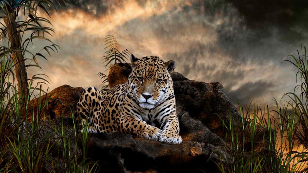 Wild Animal Wallpaper For Pc Widescreen View Hd