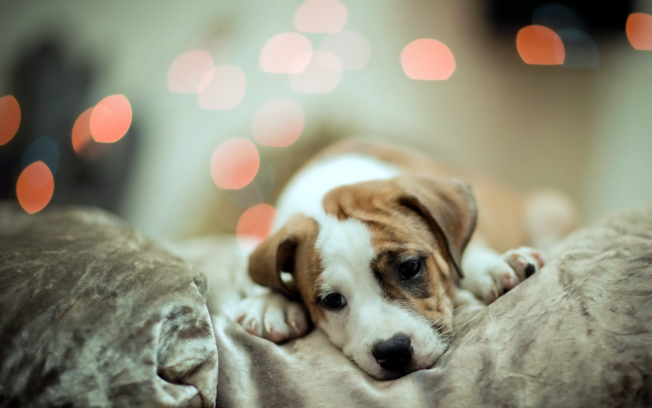 Cute Dog Sleep Wallpaper HD