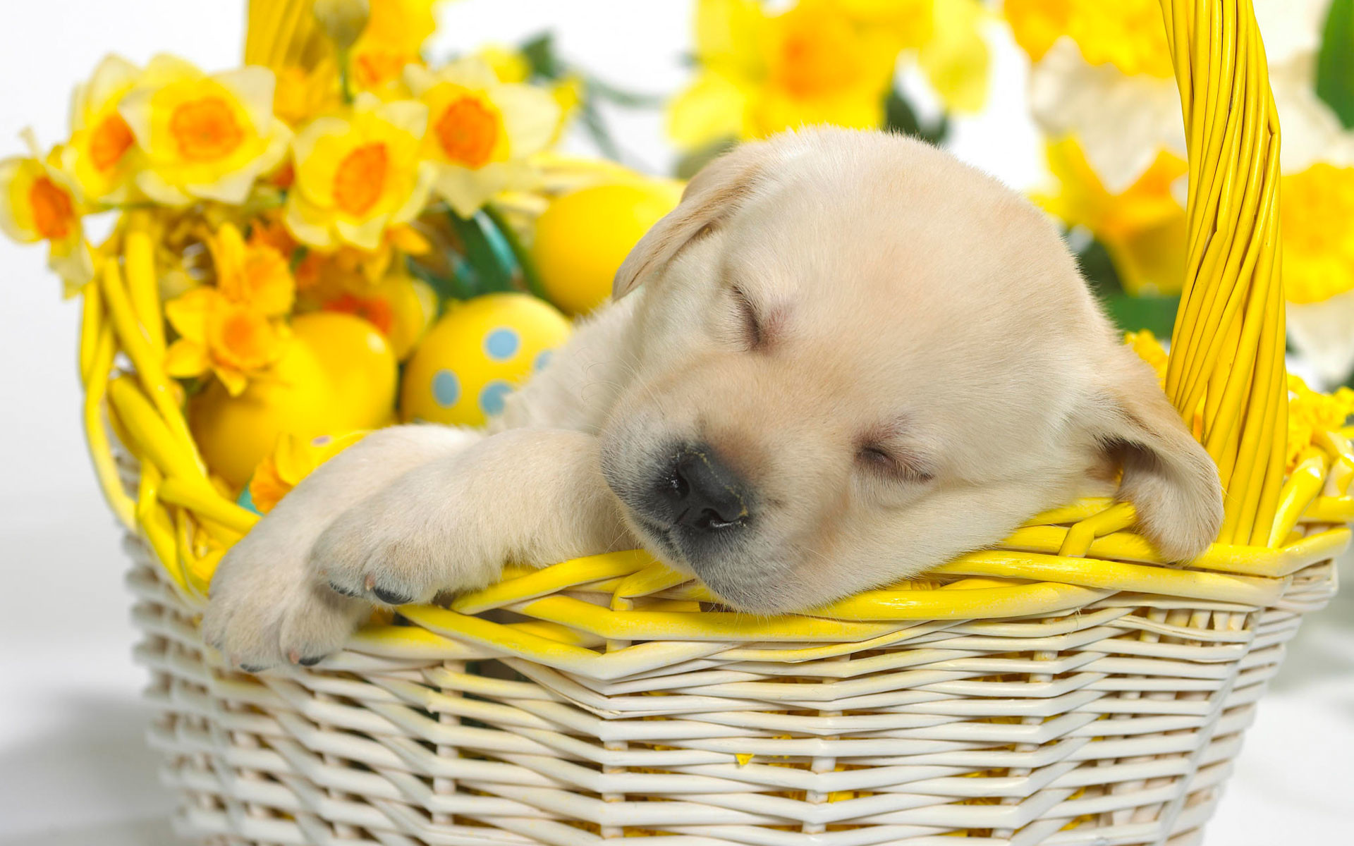 Springtime Snooze Wallpapers | HD Wallpapers