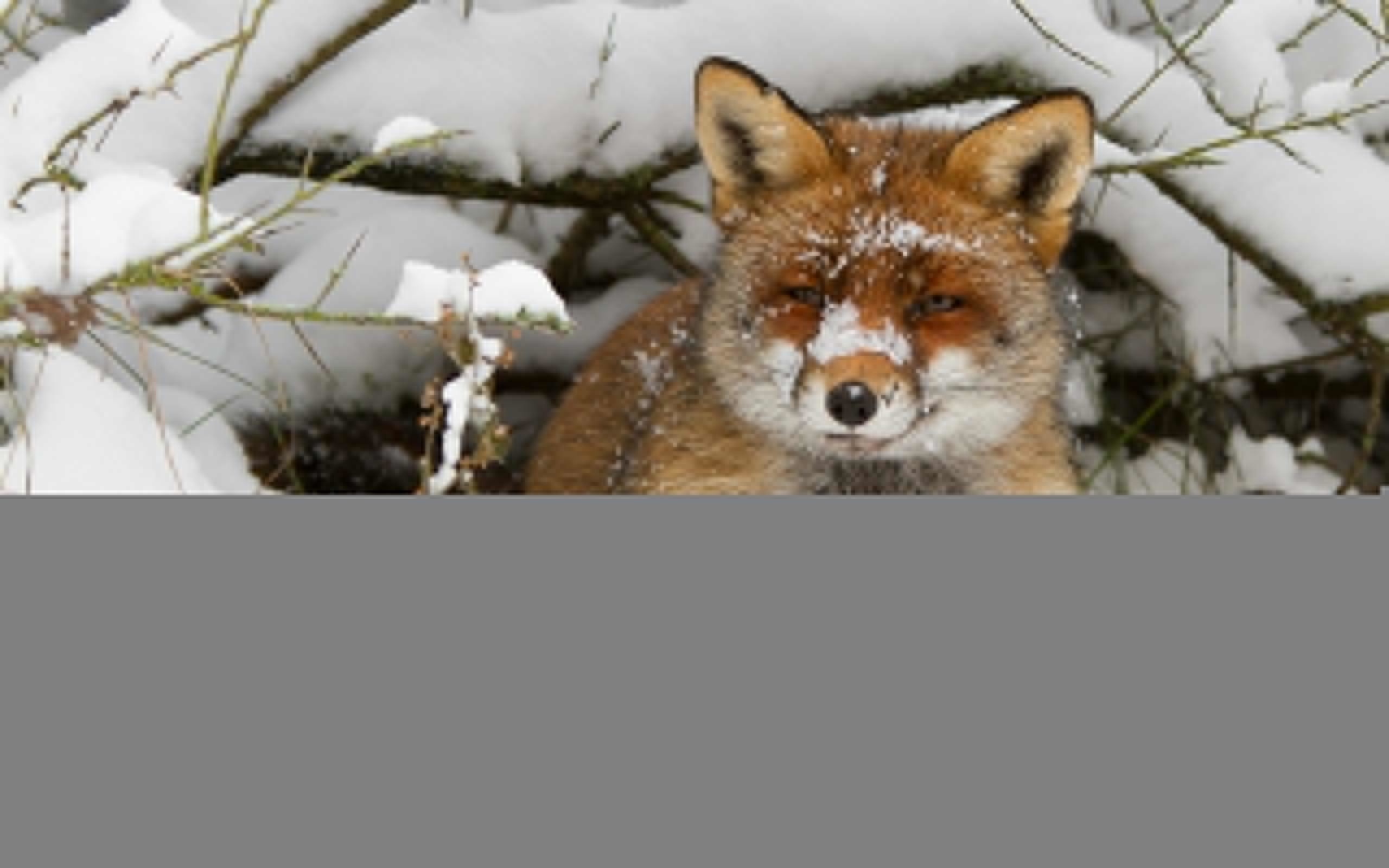 Winter Animal HD Desktop Backgrounds 3806 – HD Wallpapers Site