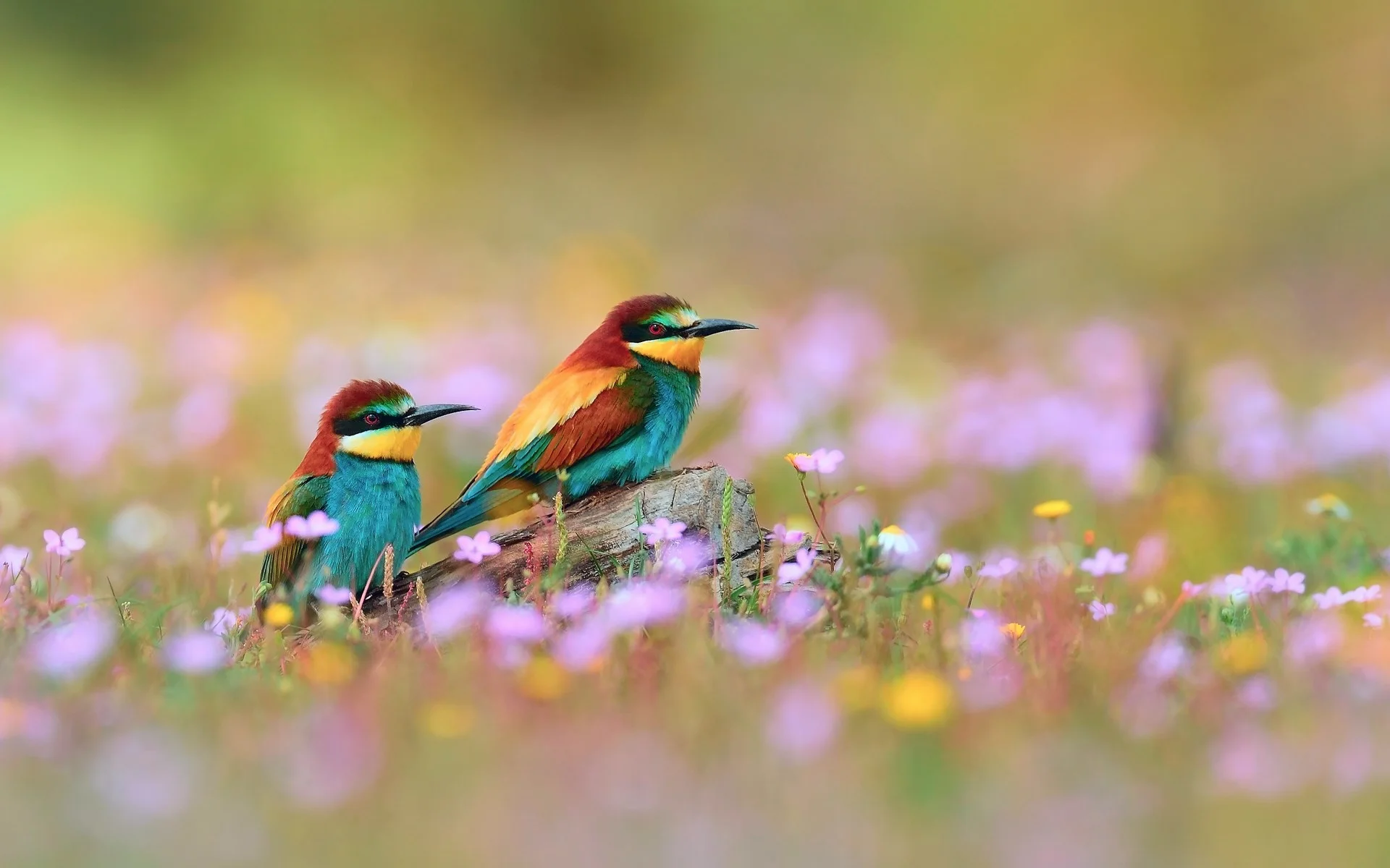 Spring Flowers And Birds Wallpaper Pictures 5 HD Wallpapers