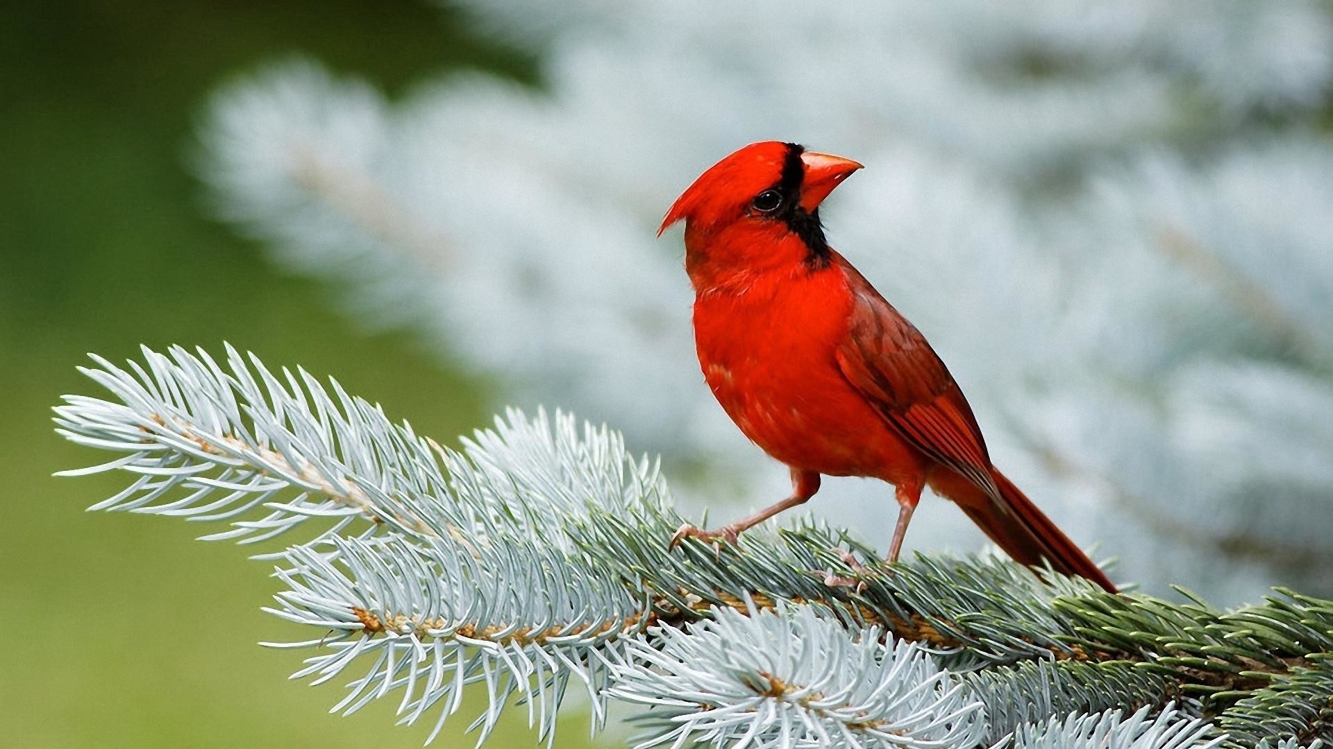 Red Cardinal Birds 1080p HD Wallpaper 1920×1080