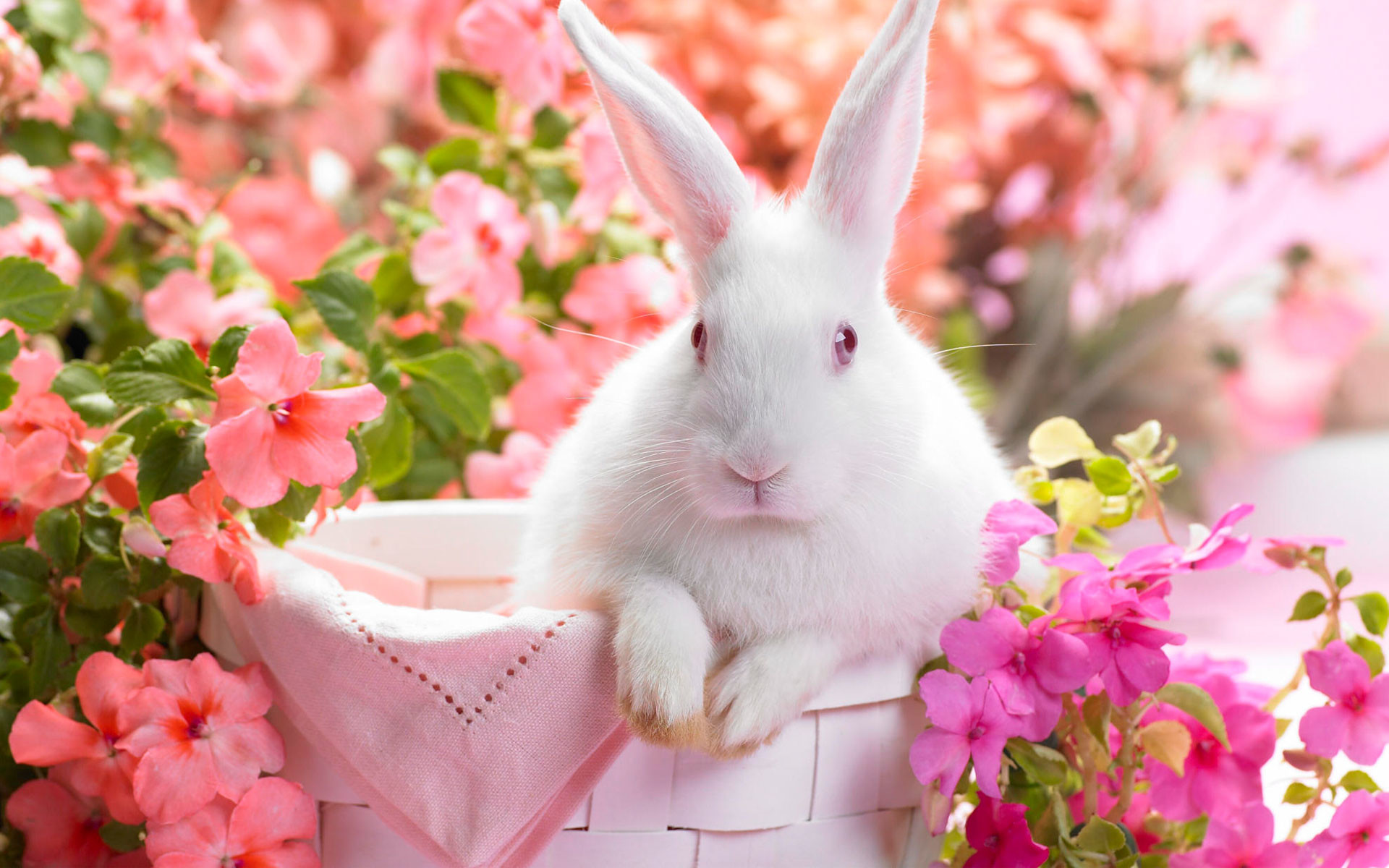 Animal – Cute Pink Rabbit Bunny Flower Animal Wallpaper