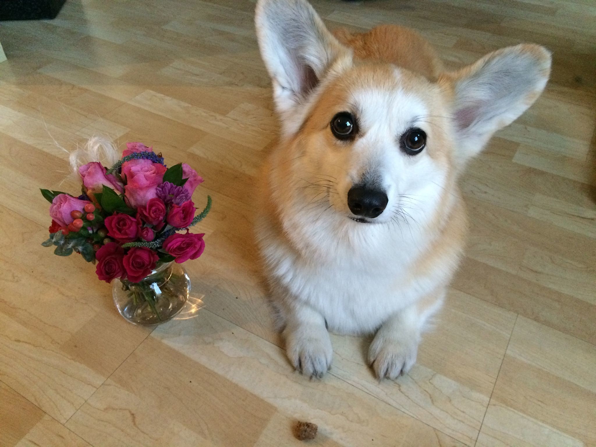 4 Last-Minute Ideas for Your Dog-Loving Valentine