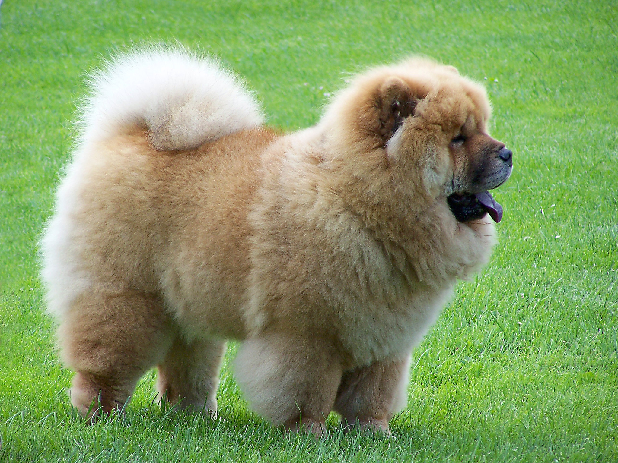Beautiful Chow Chow Puppy In Lawn