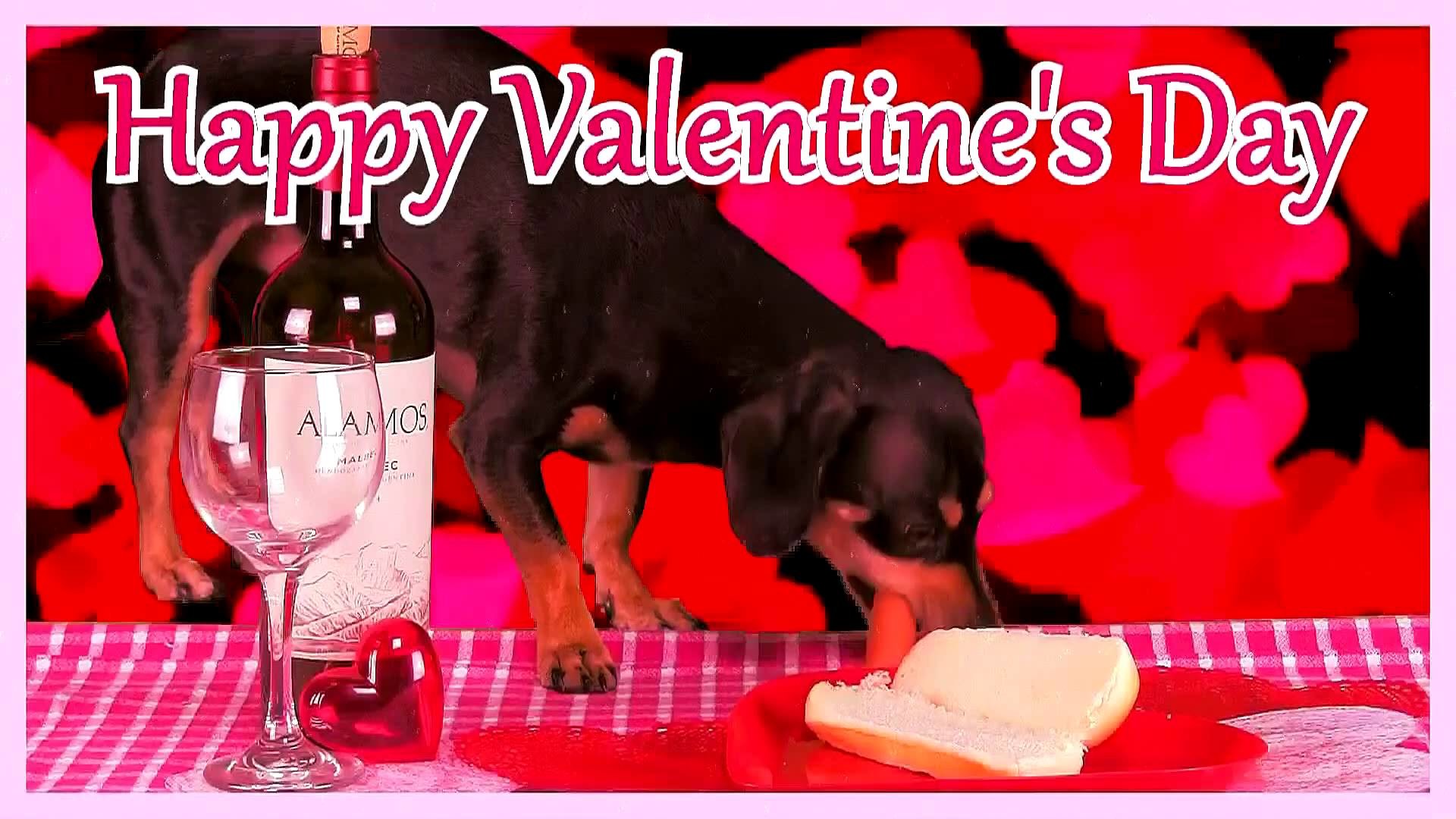 Happy Valentines Day Cute Puppy Eats a Hot Dog