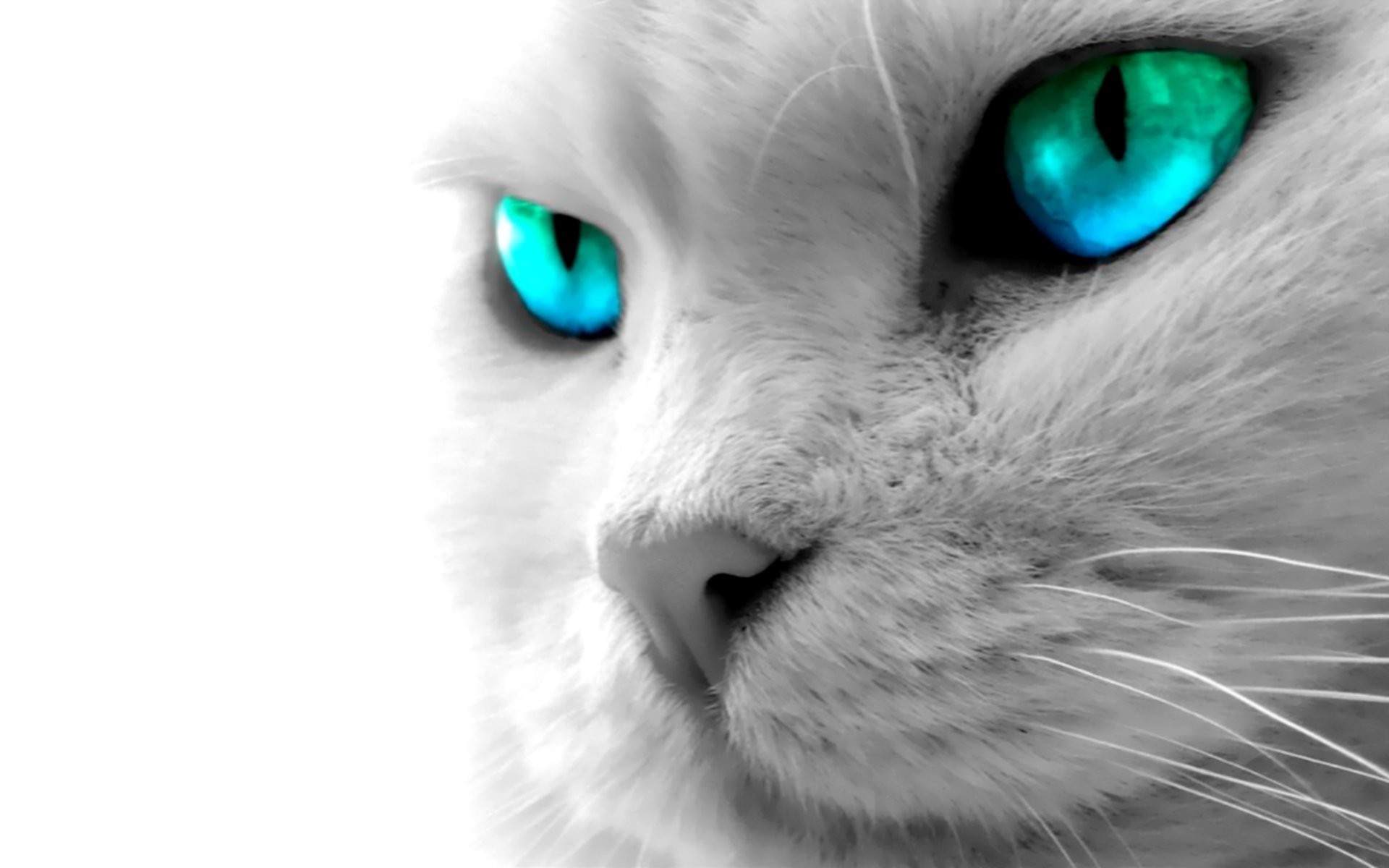 HD Wallpaper Background ID71068. Animal Cat