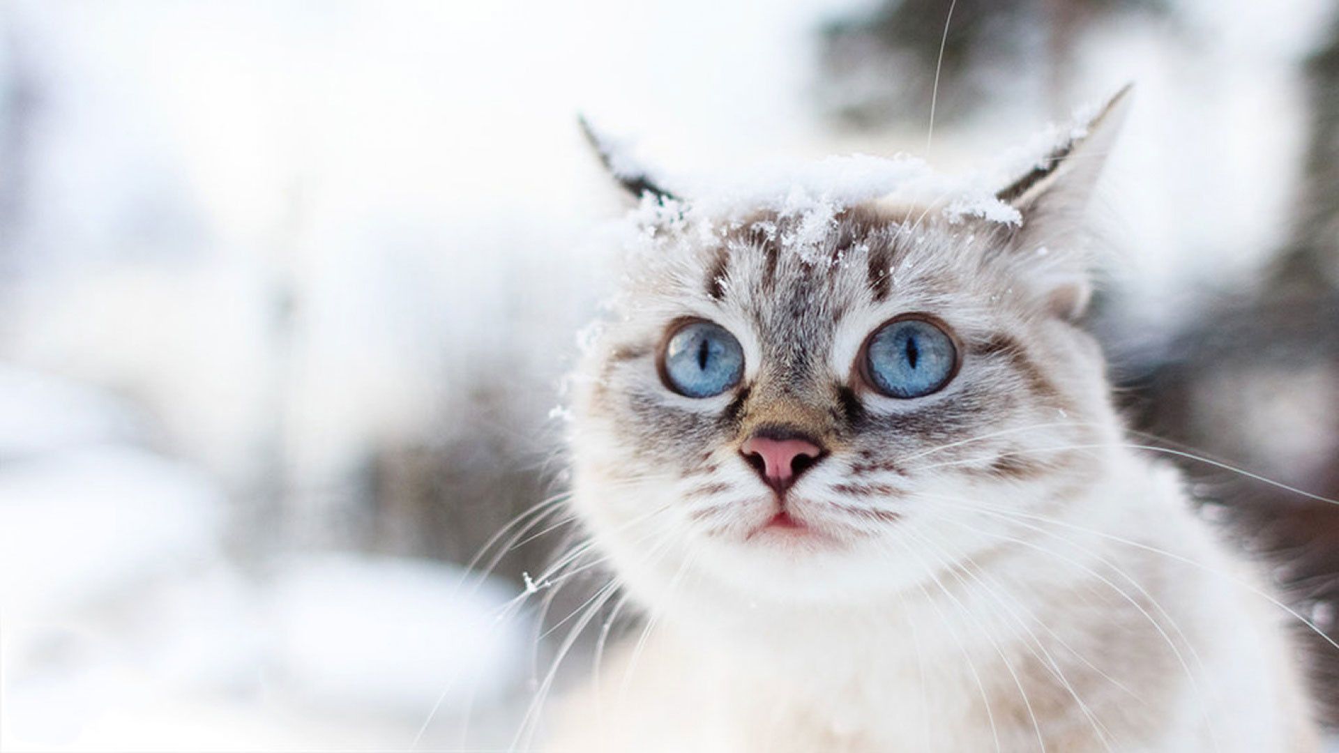 Hd pics photos attractive snow cat winter beautiful cute hd quality desktop background wallpaper