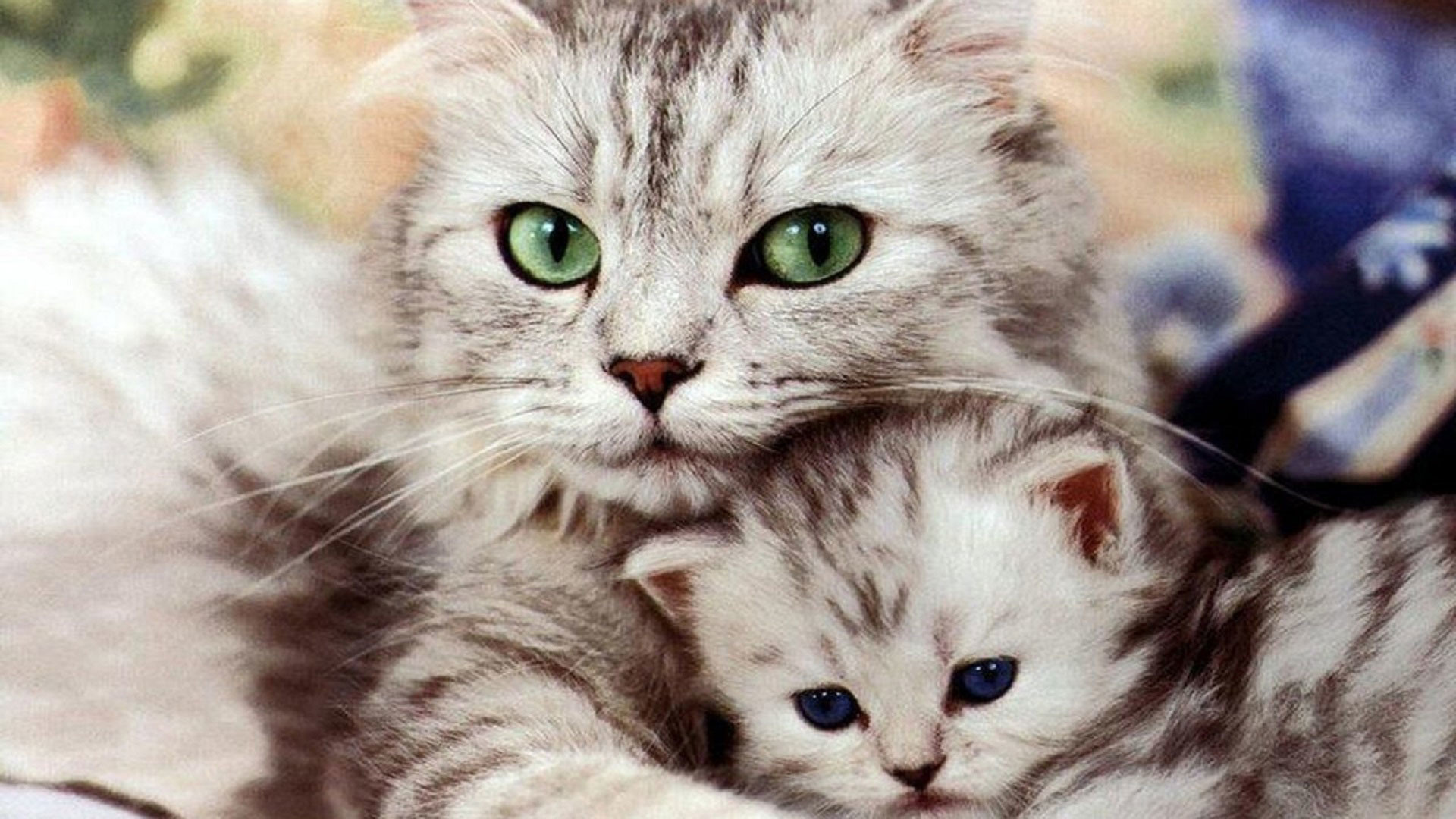 Hd pics photos cute cat with kitten beautiful hd quality desktop background wallpaper